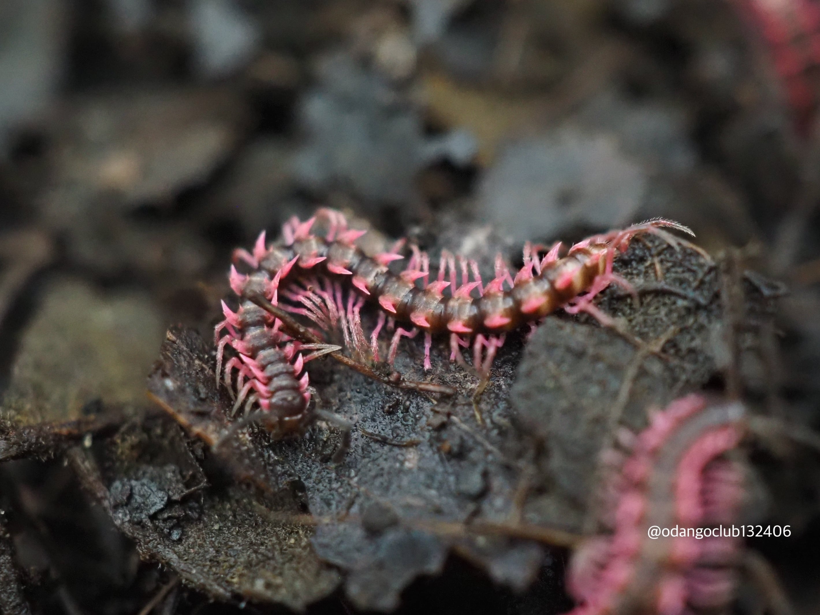 ピンクドラゴンミリピード 5匹 ヤスデ | おだんごくらぶ