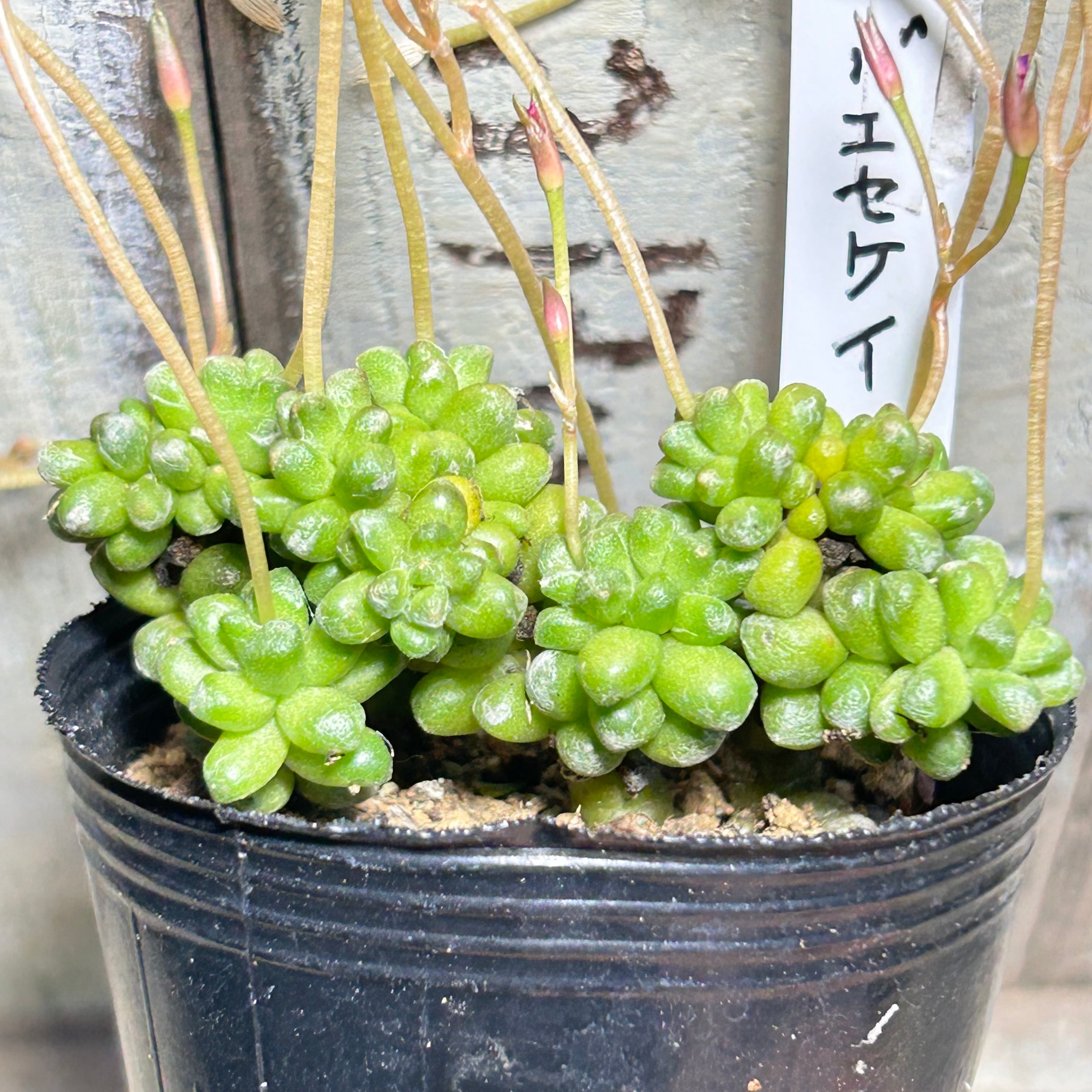 赤富士錦(アエオニウム) | RuPo 多肉植物専門店