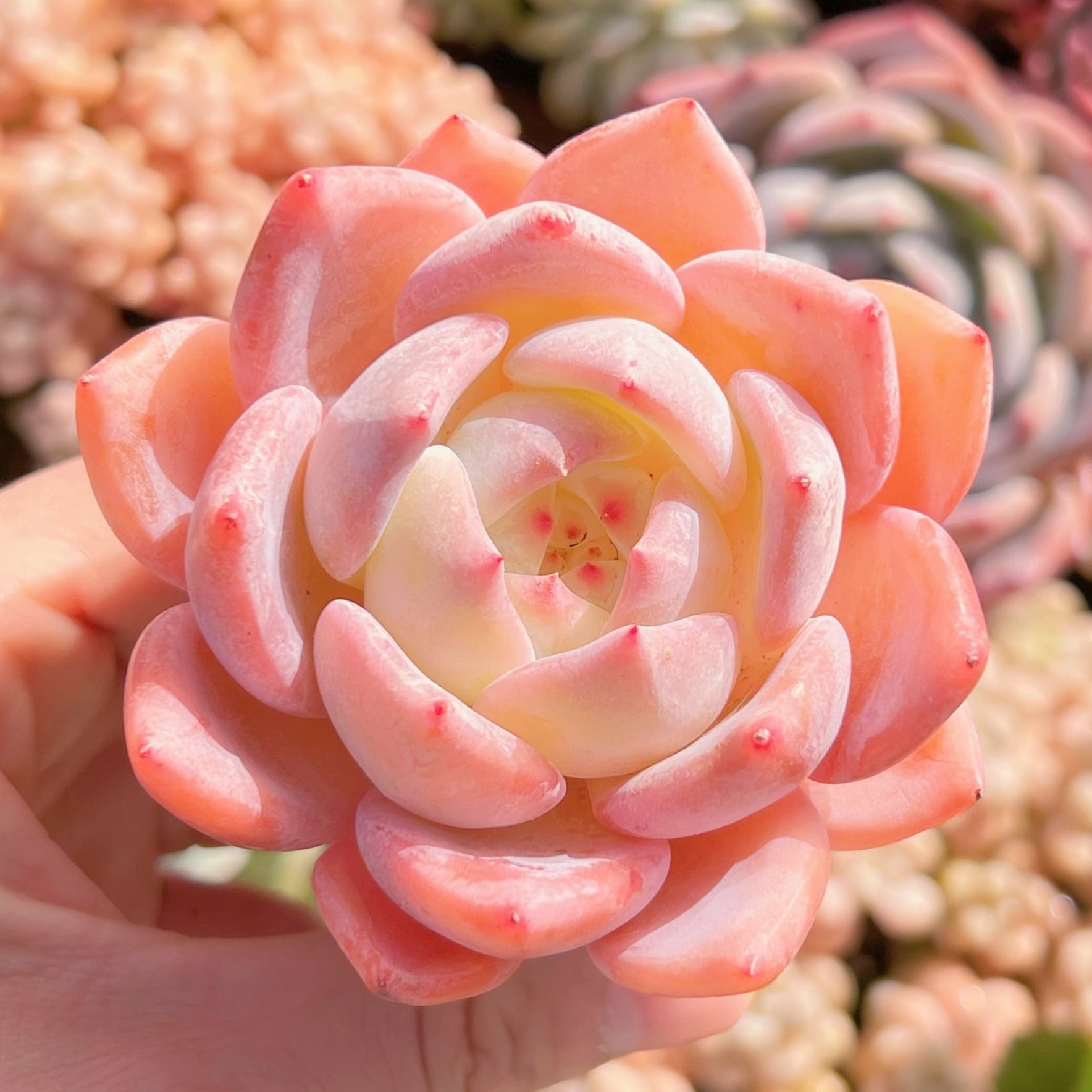 多肉植物　ストロベリーアーモンド　新入荷