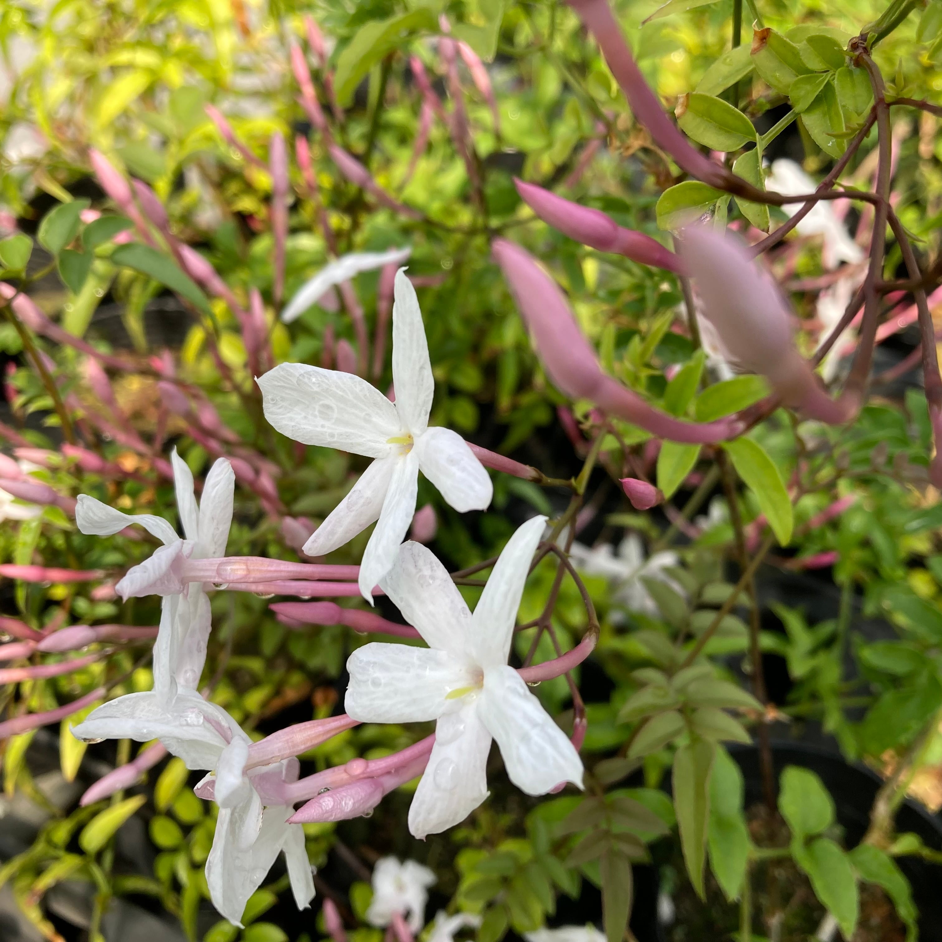 ハゴロモジャスミン　苗　花木　観葉植物 ジャスミン]ハゴロモジャスミン 苗 3号ポット | M'MATOKA