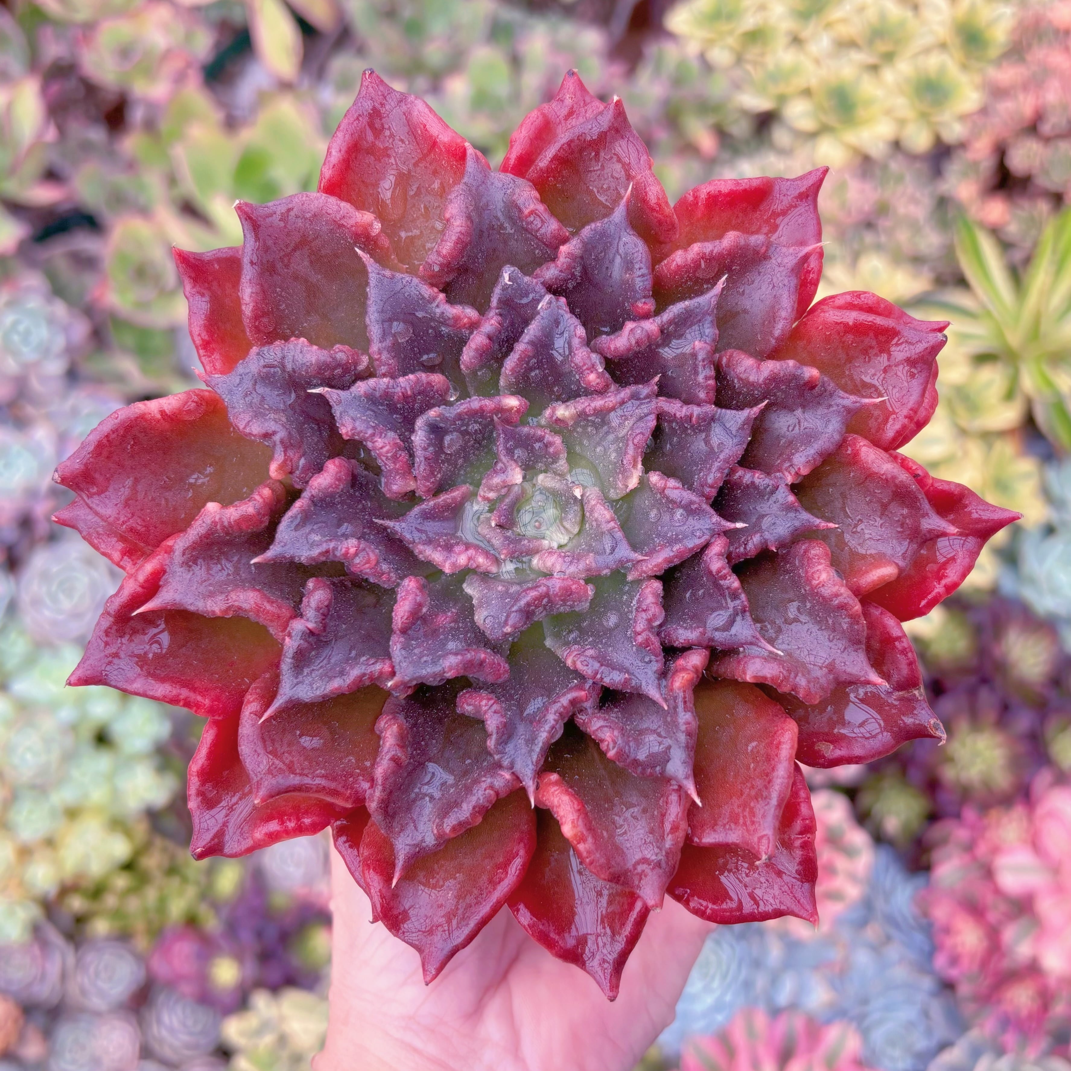 現品　レッドマディバ#343　大苗　在庫僅少　新入荷　るる農園