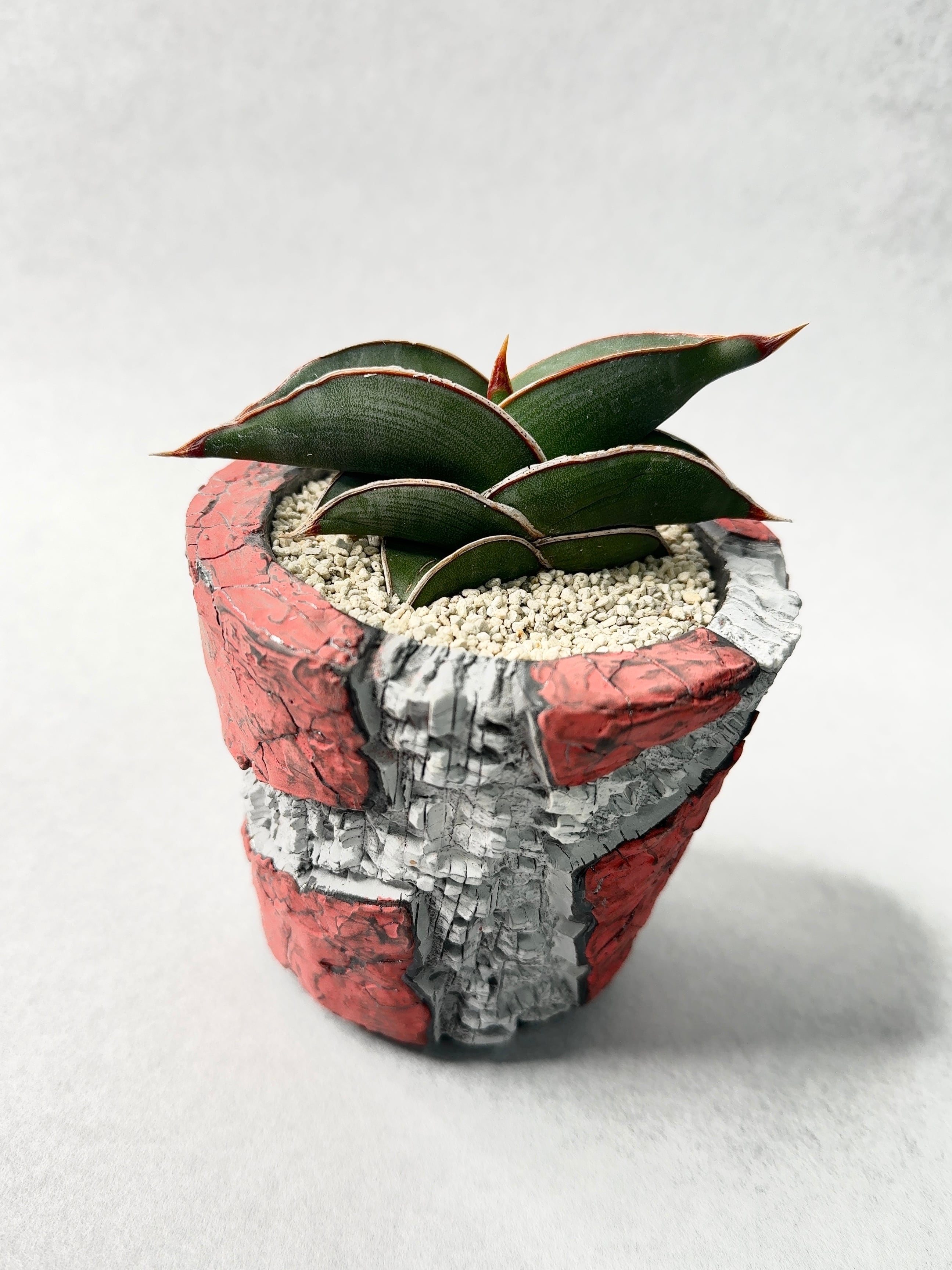 サンセベリア・ロリダ | trigger