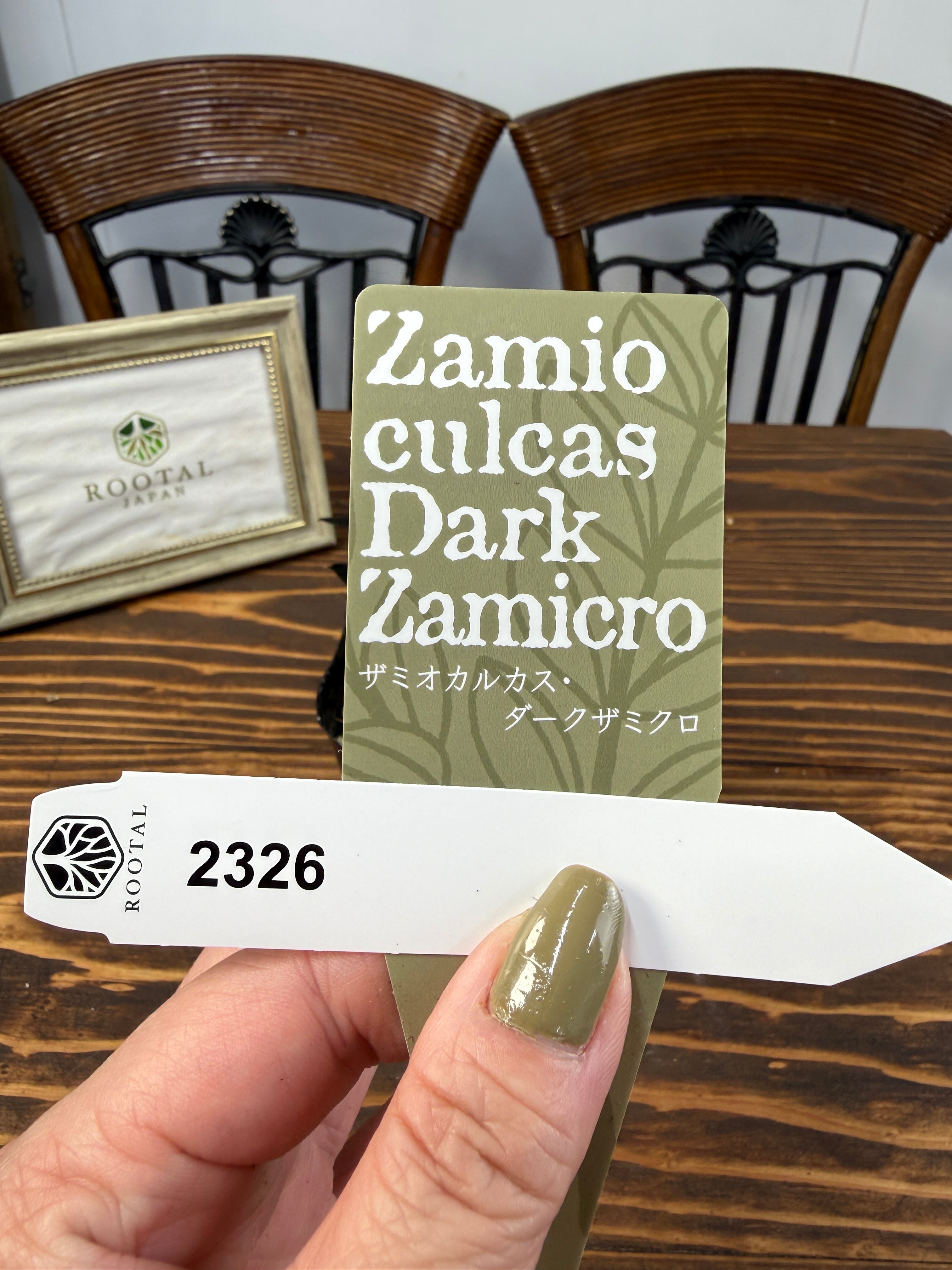 ★2326【黒の極み】 ザミオクルカス ダークザミクロ(3号ポット)