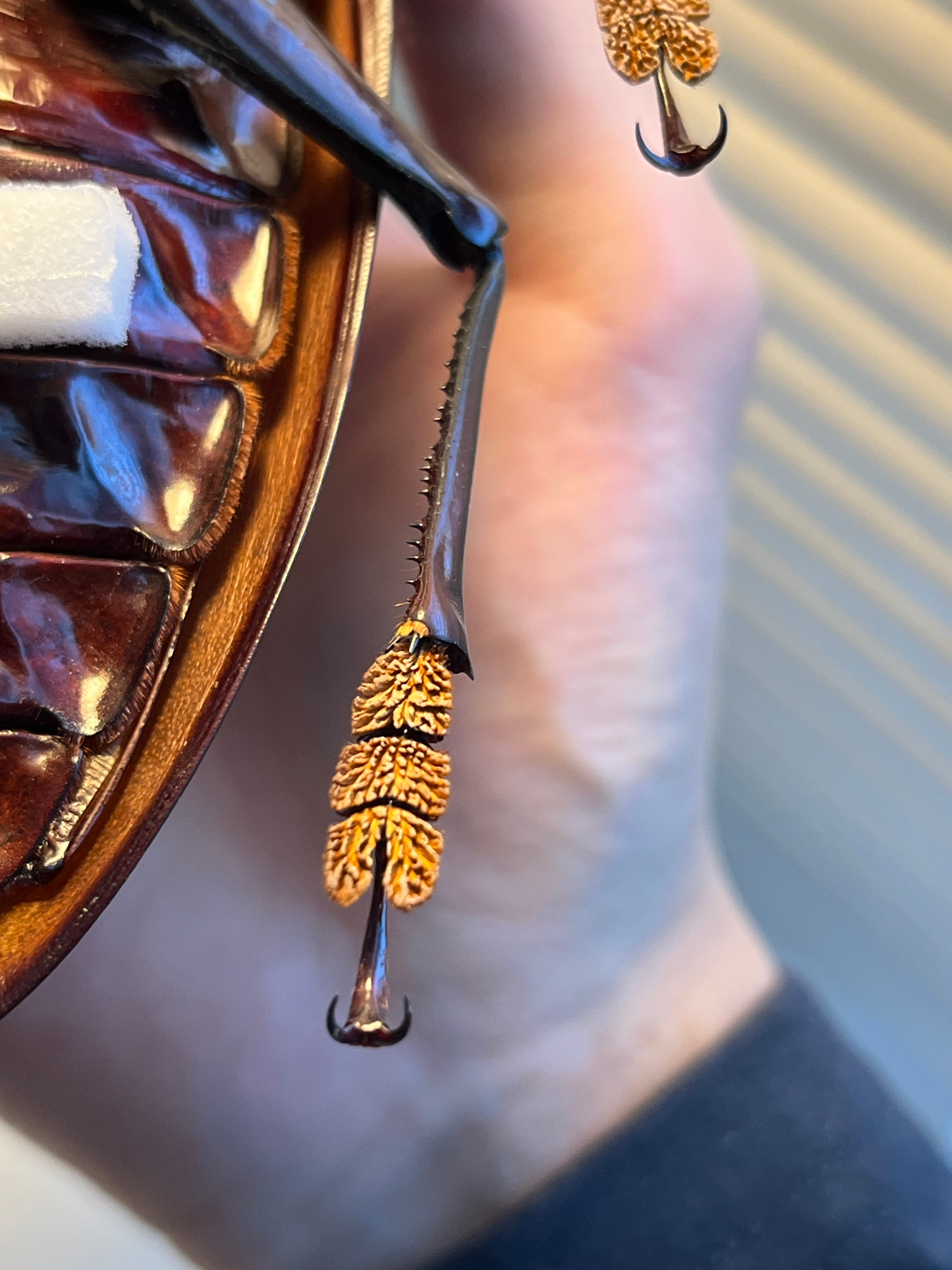 158mm】タイタンオオウスバカミキリ カブトムシクワガタハナムグリ