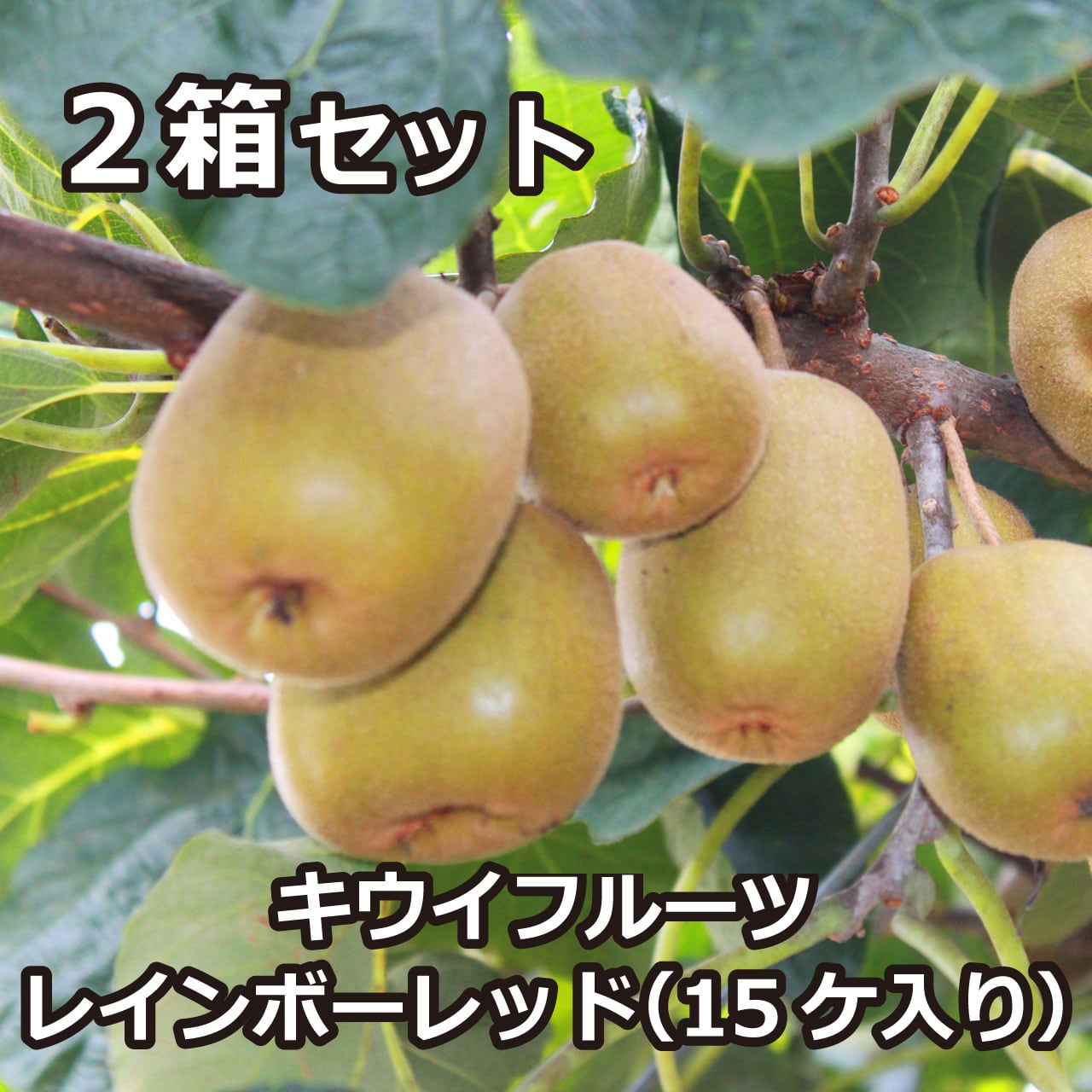 キウイフルーツ レインボーレッド（15ケ入り）×2箱セット【送料別