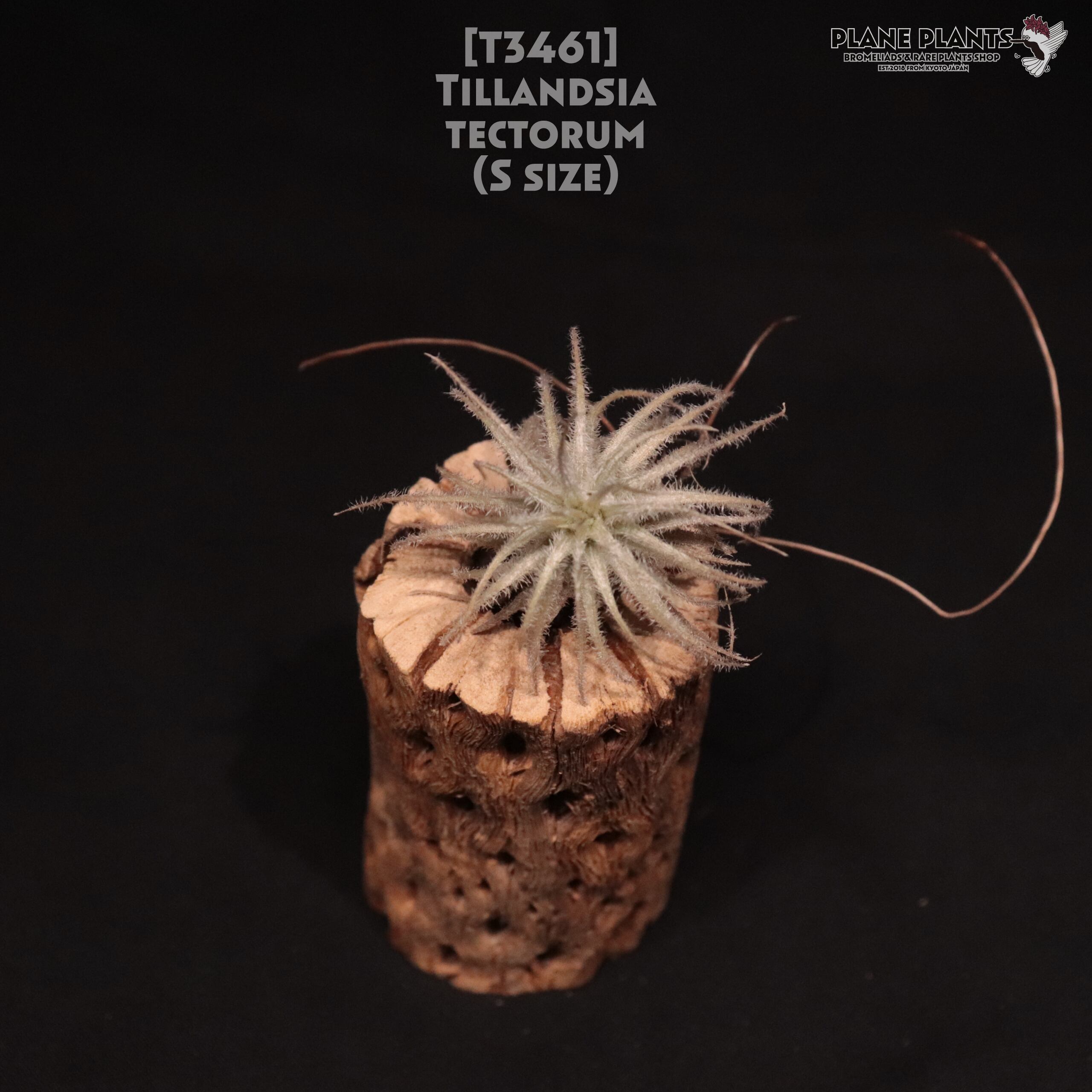 【送料無料】テクトラム S〔エアプランツ〕現品発送T3461