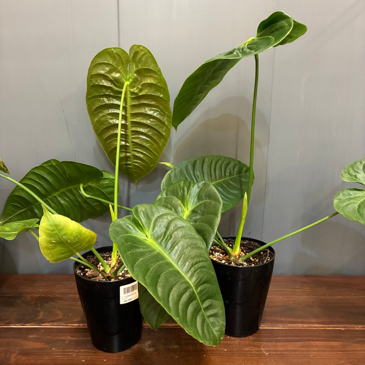 【秋の植え替えフェア対象】【セット】アンスリウム　ベイチー