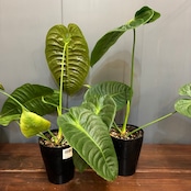 【秋の植え替えフェア対象】【セット】アンスリウム　ベイチー