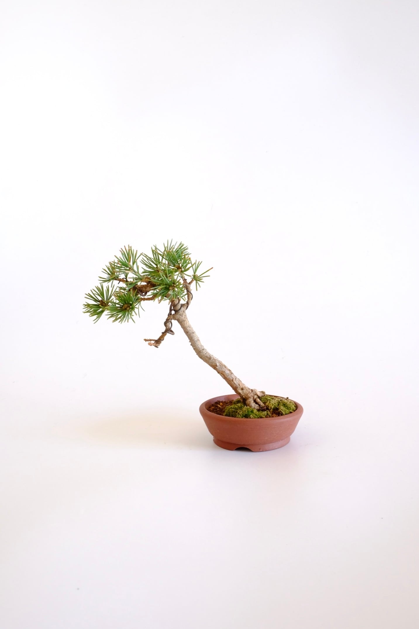 松 pine | BONSAI CLUB TOKYO