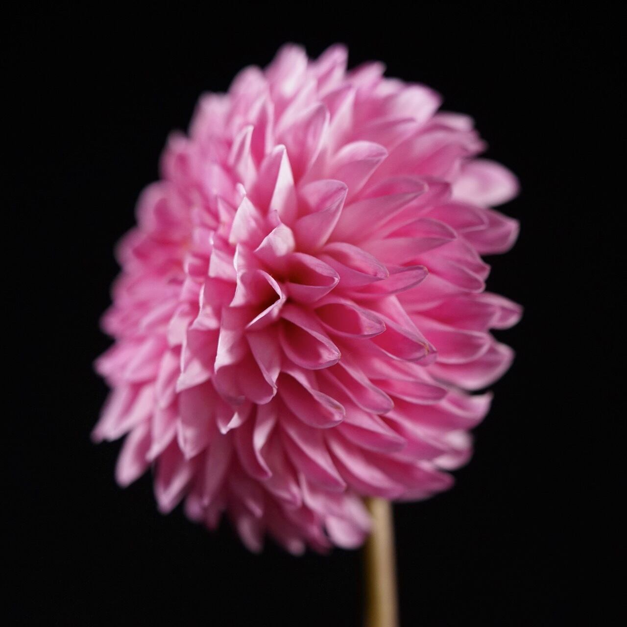 みっちゃん 1輪 The Dahlia