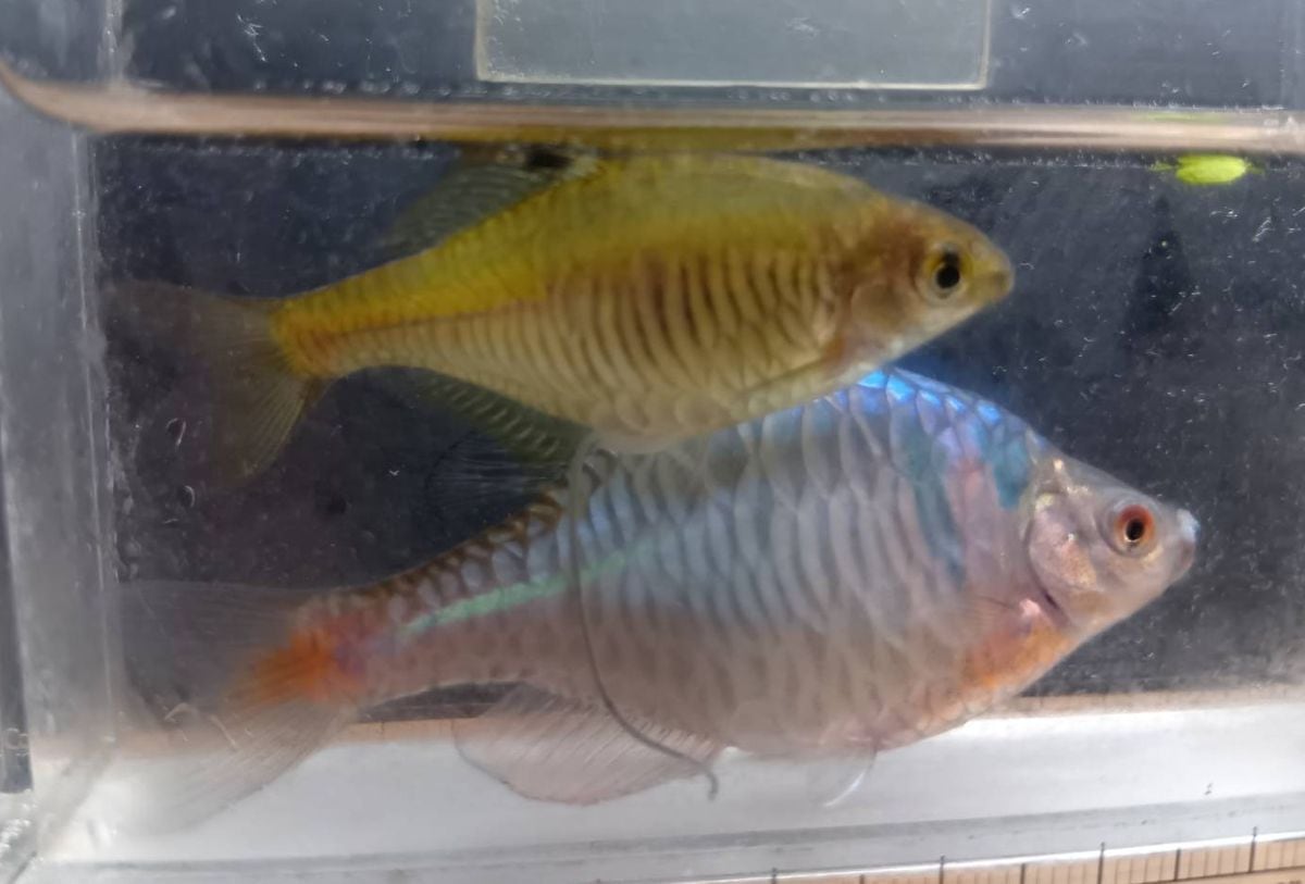 タイリクバラタナゴ(カガミ鱗) ペア