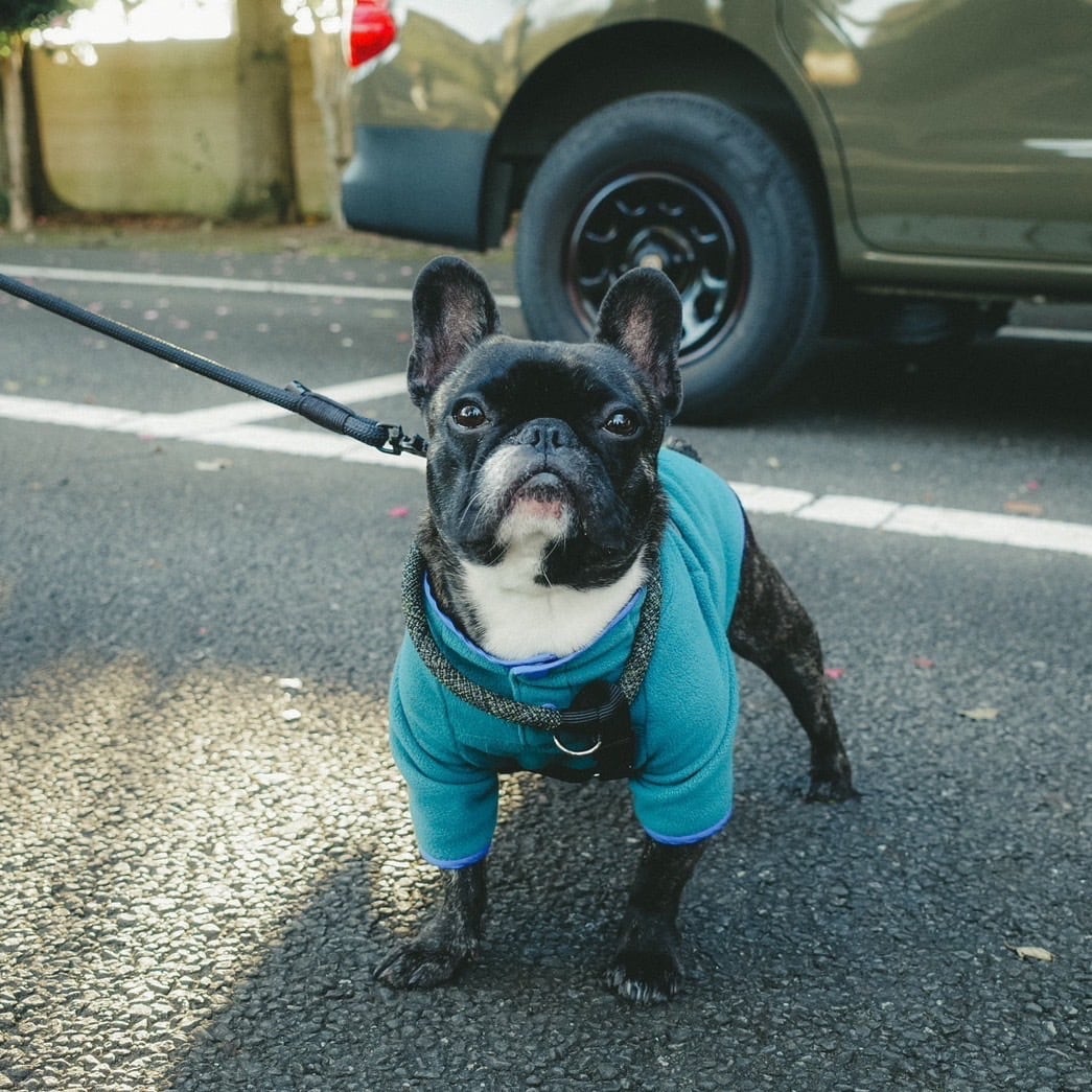 【FBsize】FLEECE SNAP T【PEACOK】