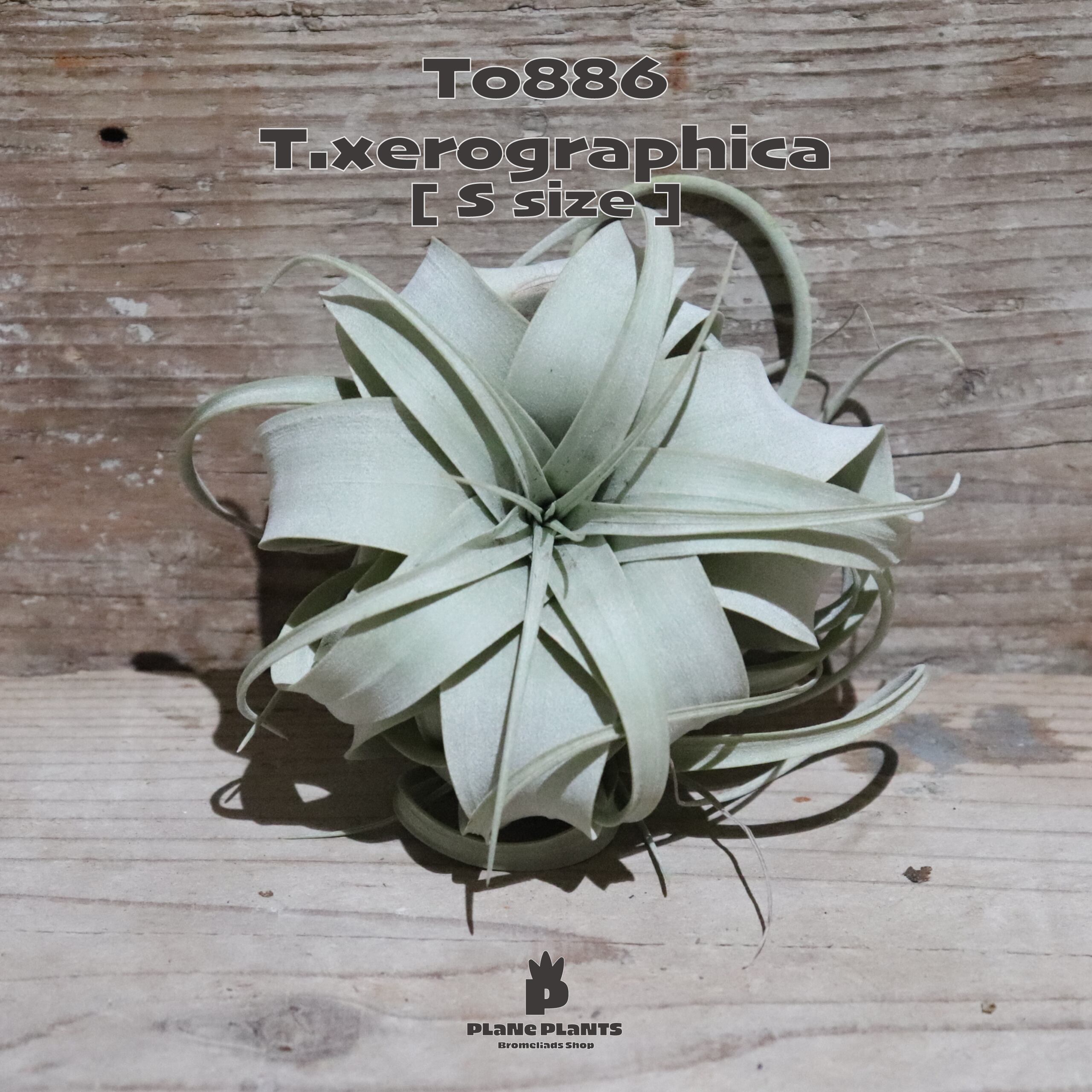 【送料無料】キセログラフィカ S〔エアプランツ〕現品発送T0886