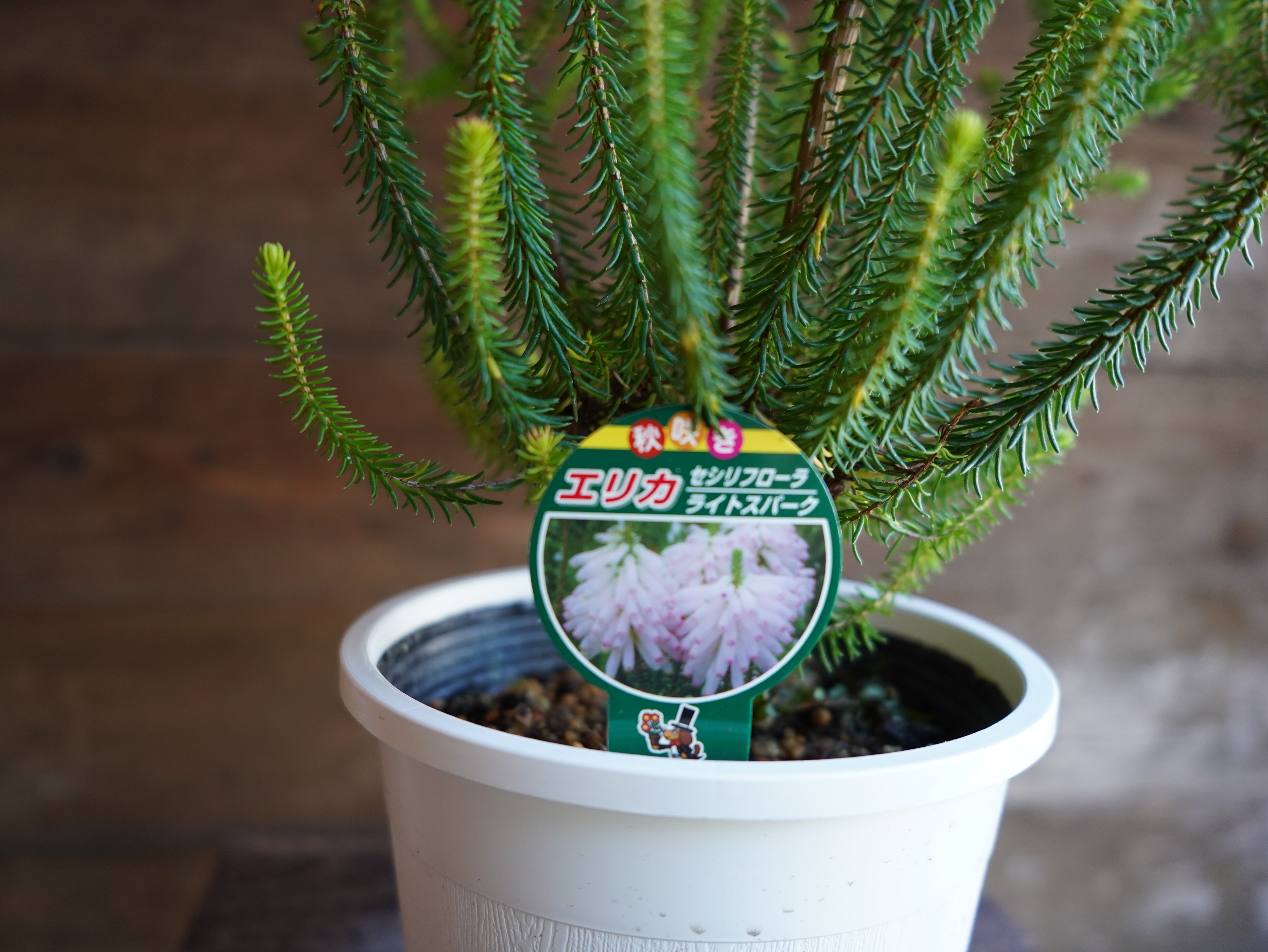 【現物】エリカ　Ｓ．’ライトスパーク’　C