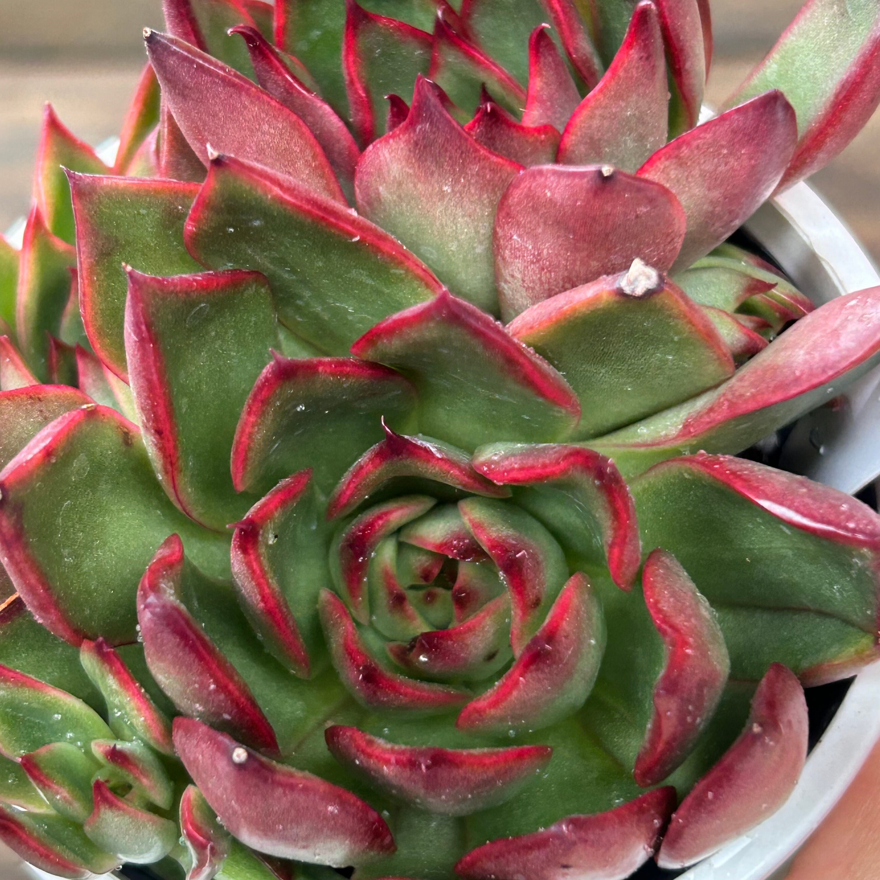 ブラックマリア | RuPo 多肉植物専門店