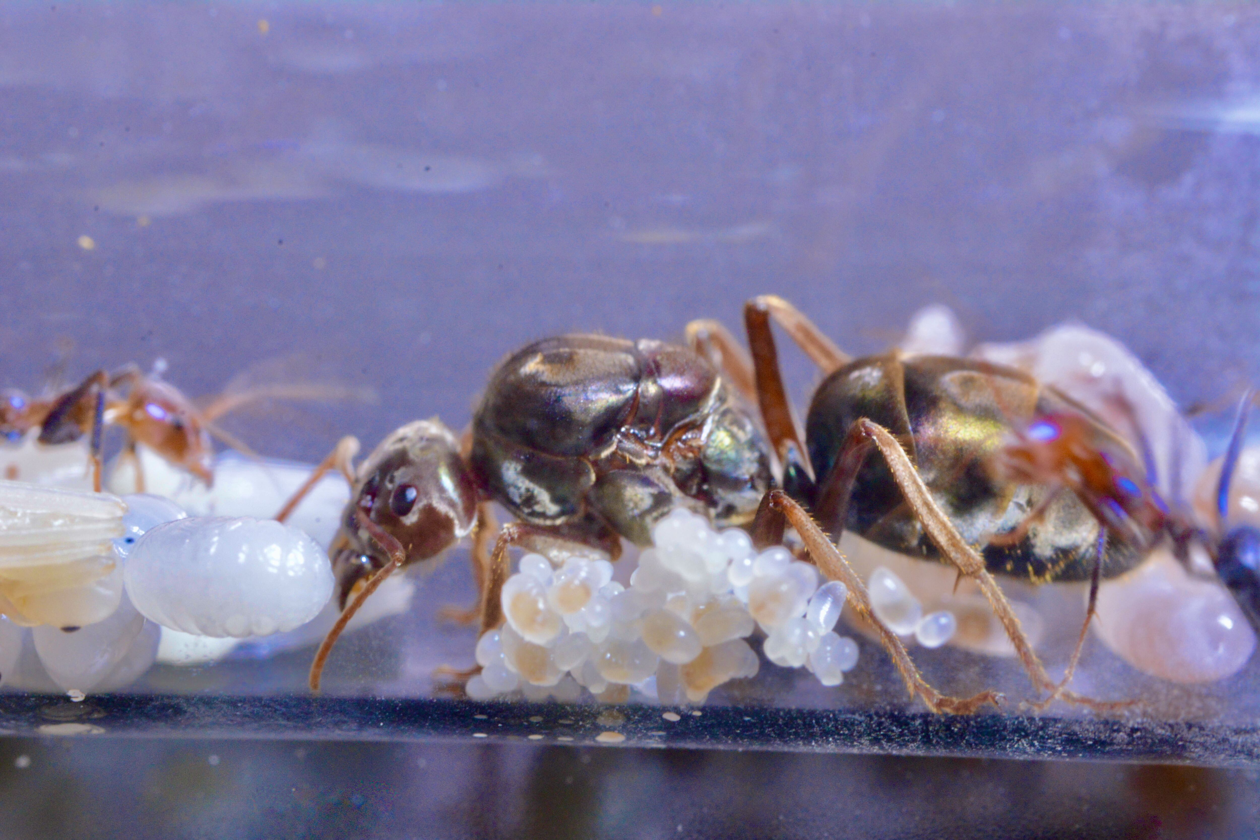 公式サイト Iridomyrmex 女王アリ No 10 Purpureus その他 Labelians Fr