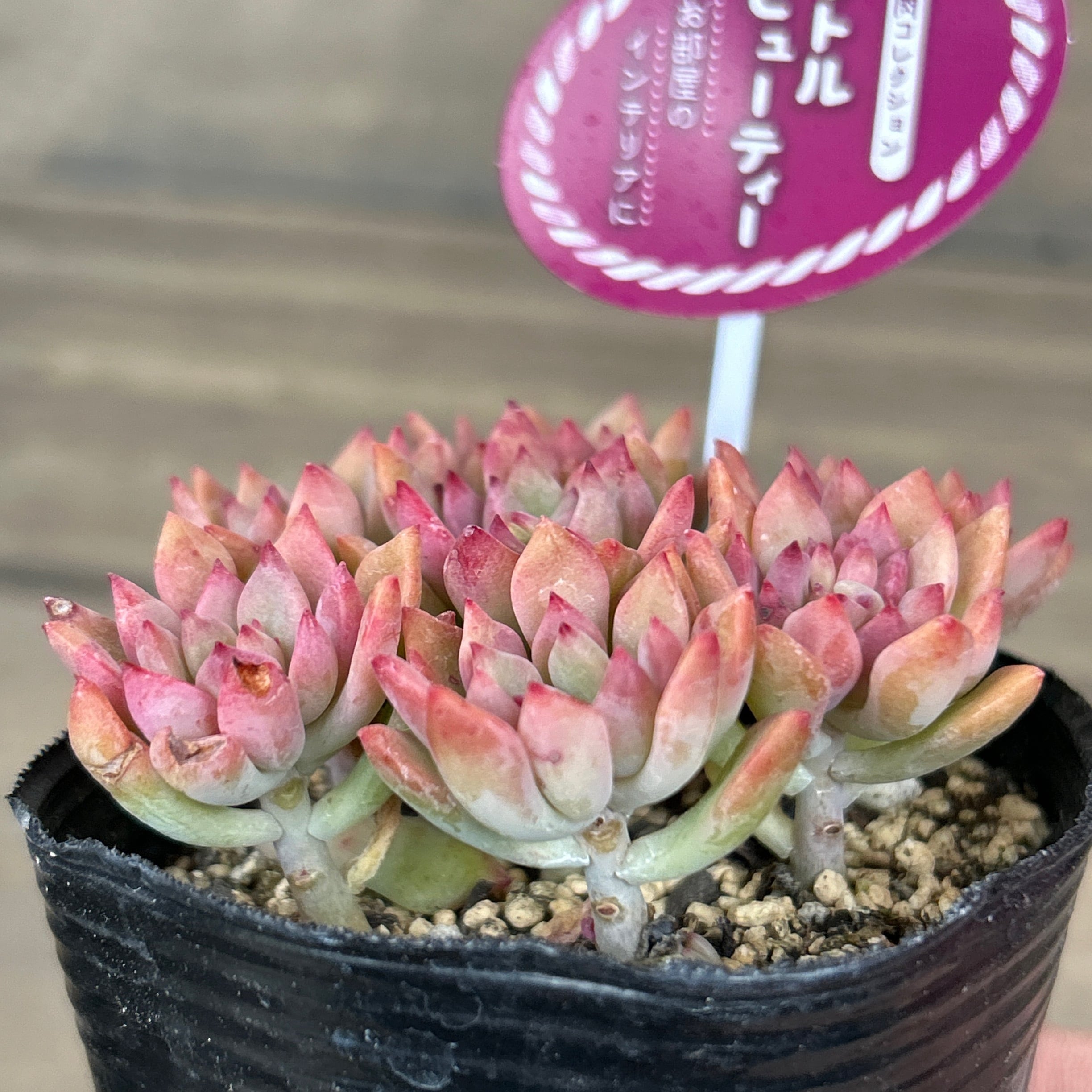 Top【選抜株】多肉植物　264174ルージュ ビューティー32個　鉢無し/脱土 Vlog 670] [Succulents] Series on growing succulents 🌱 How to
