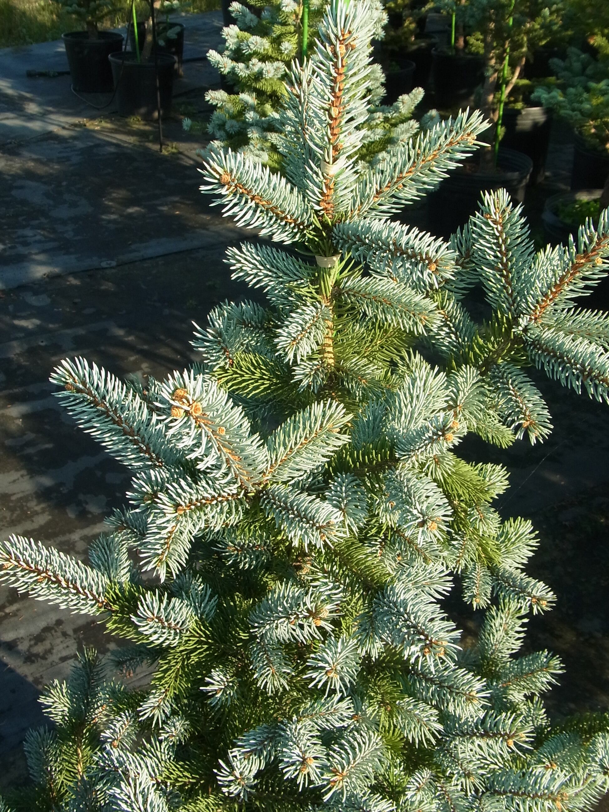 現品、モミの木※プンゲンストウヒホプシー　この一本のみです　早い者勝ちです 現品、モミの木※プンゲンストウヒホプシー この一本のみです