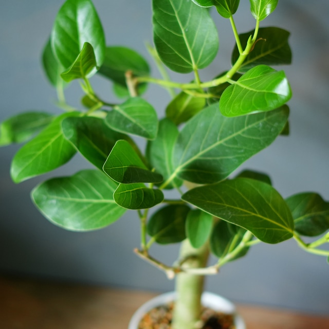 フィカス ベンガレンシス 器セット