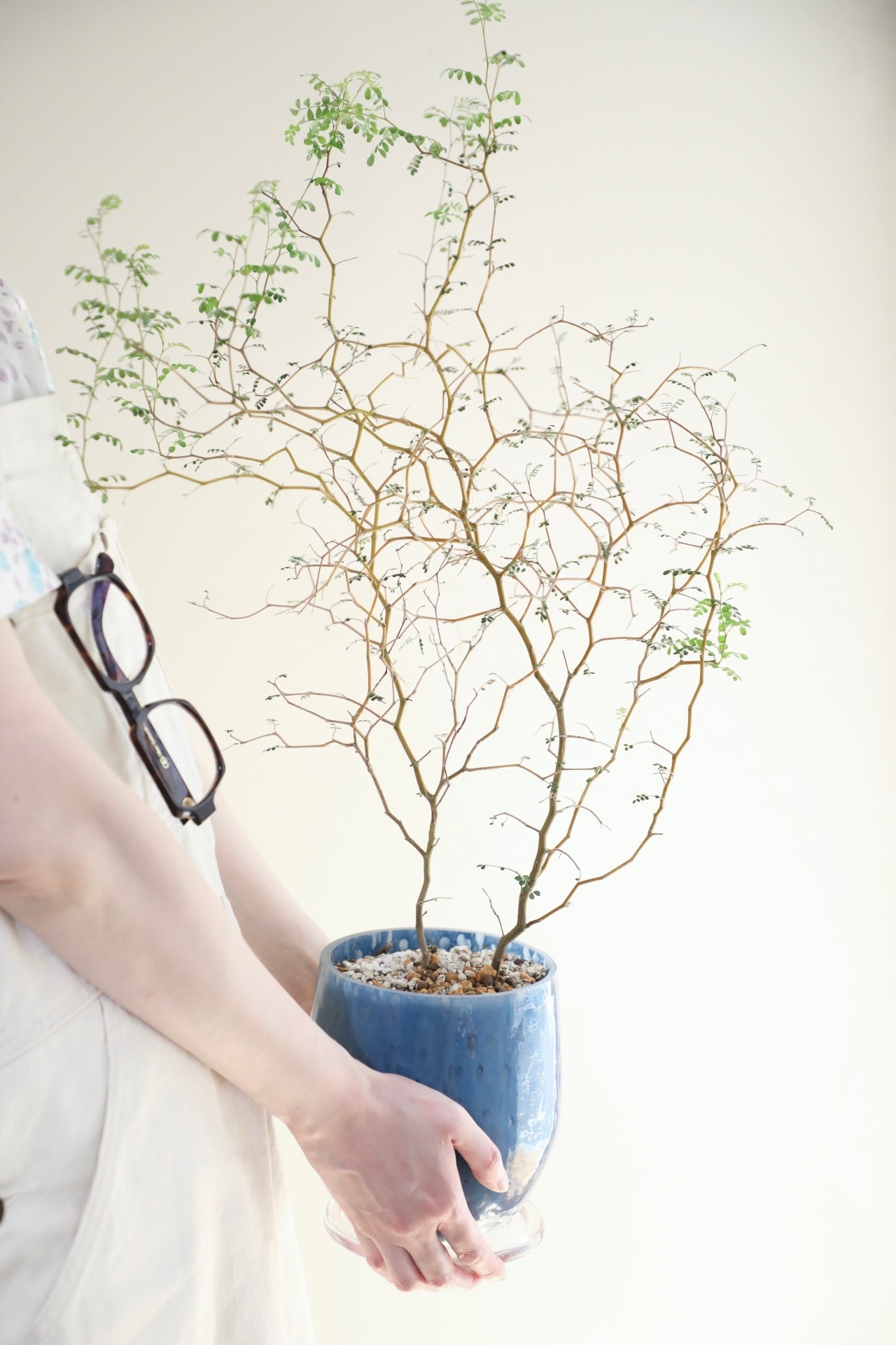 【M】ソフォラ リトルベイビー/Sophora prostrata Little Baby ※ガラス鉢付き