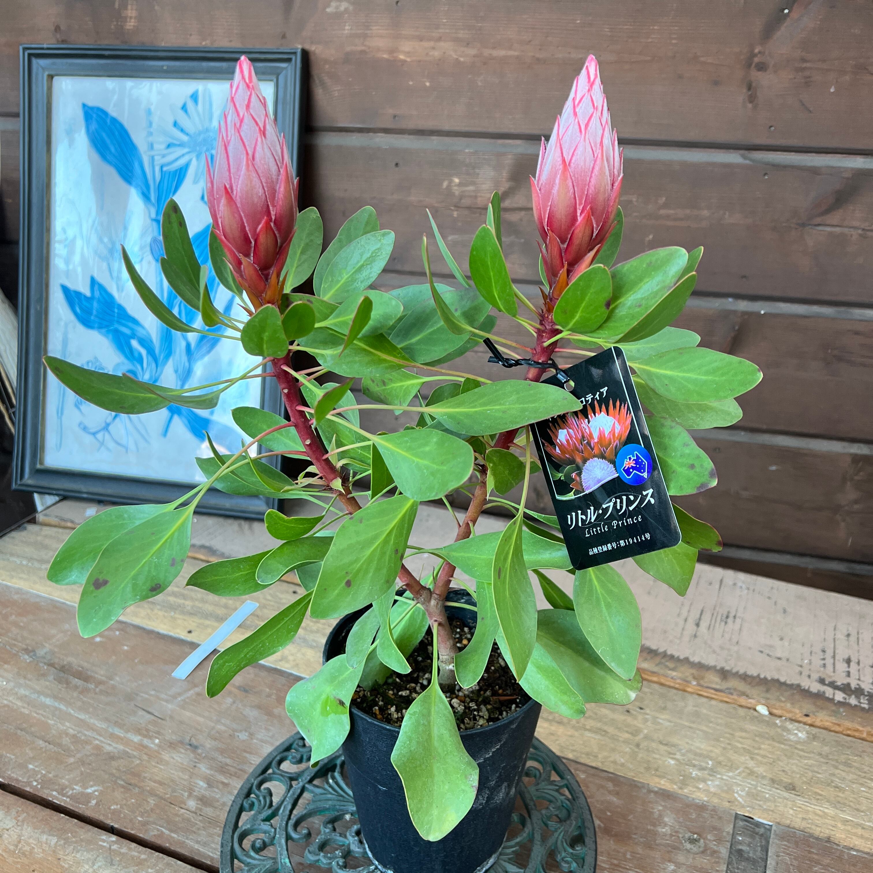 キングプロテア リトルプリンス 2個セット 花芽2つ キングプロテア リトルプリンス その他インテリア雑貨