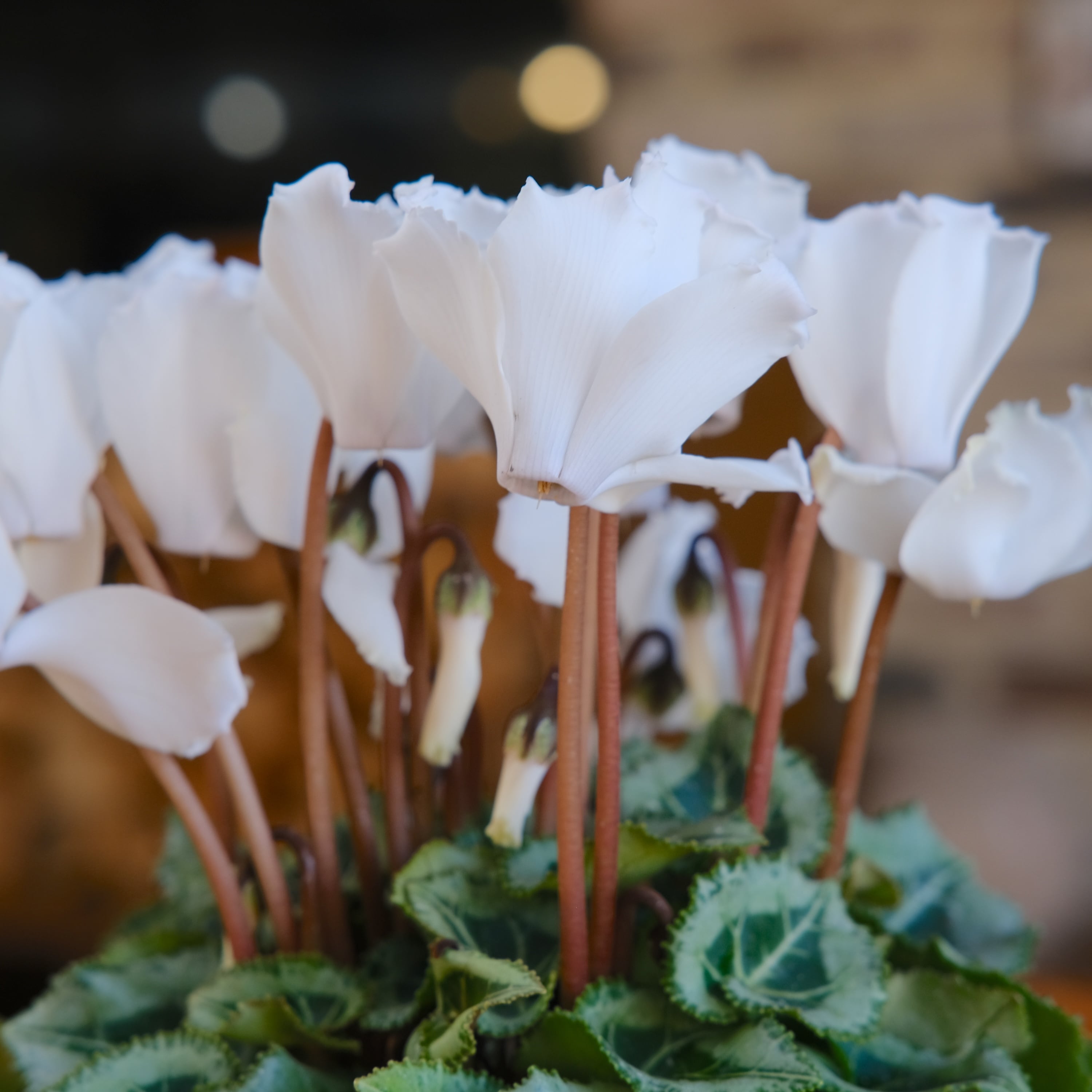 ガーデンシクラメン《 ブランシュネージュ 》軽井沢育ち 3号鉢