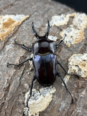 《ニジイロクワガタ 紫紺ピカール系 47mm ペア》セルヴォラン氏委託個体