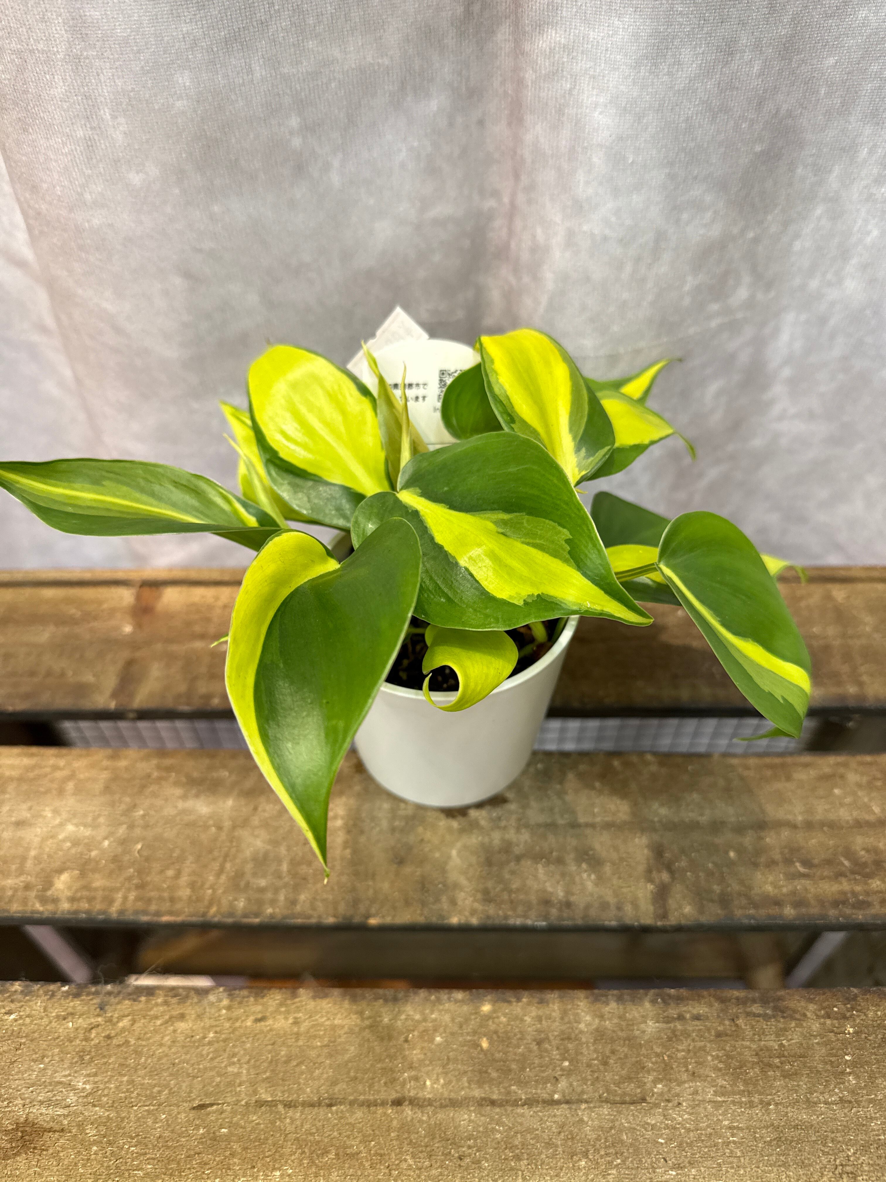 フィロデンドロン ブラジル | Gardenえん 【観葉熱帯植物】