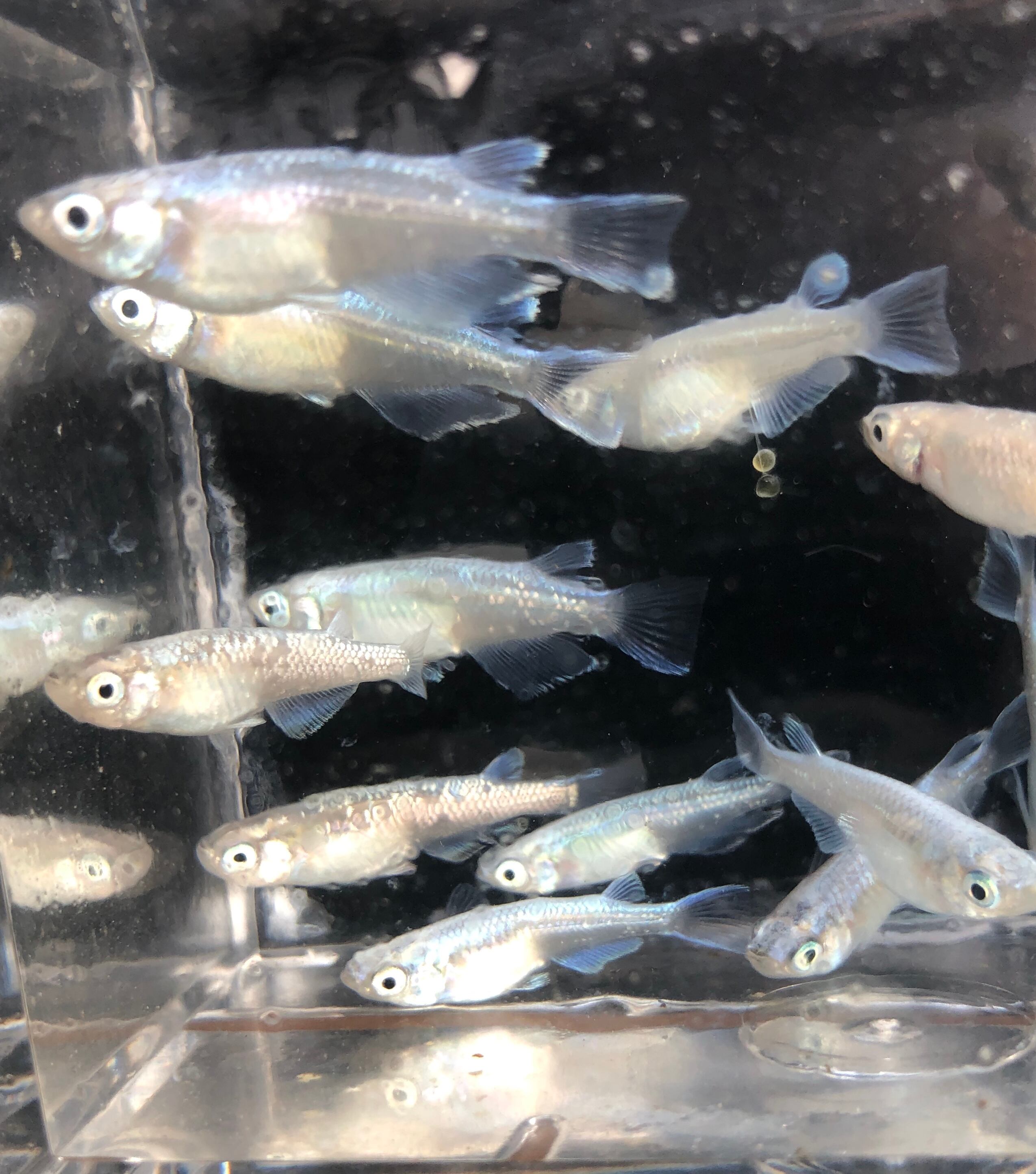 希少 サンセット極龍系 メダカ 六鱗幹之 2ペア めだか処 利久庵 生体 成魚のメダカ Shipsctc Org