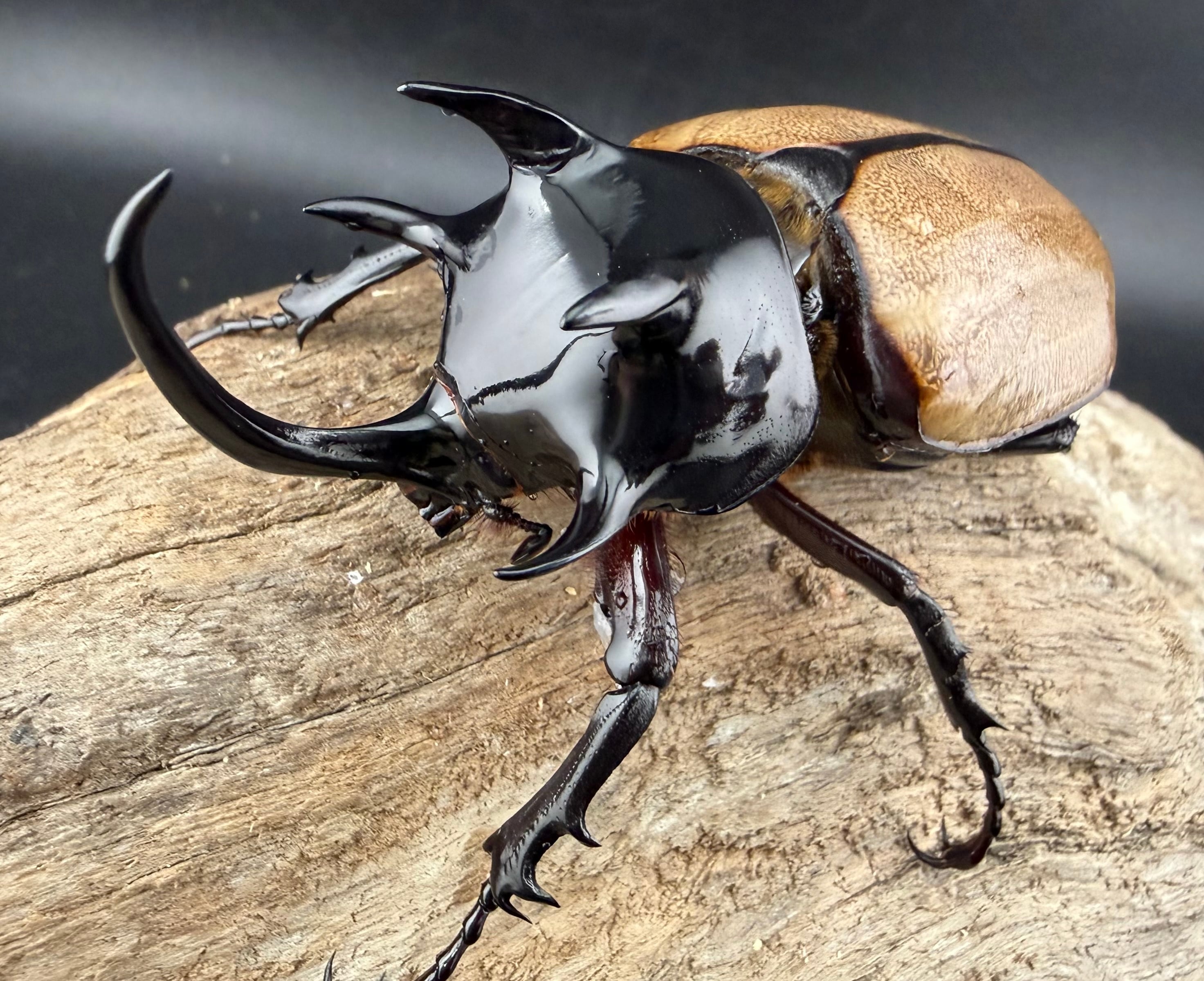 WF1】《ゴホンツノカブト原名亜種 タイ産 79mm ペア》 | KPW公式