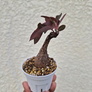 Sサイズ39〚フィランサス・ミラビリス〛Phyllanthus Mirabilis 塊根植物 コーデックス ポット発送
