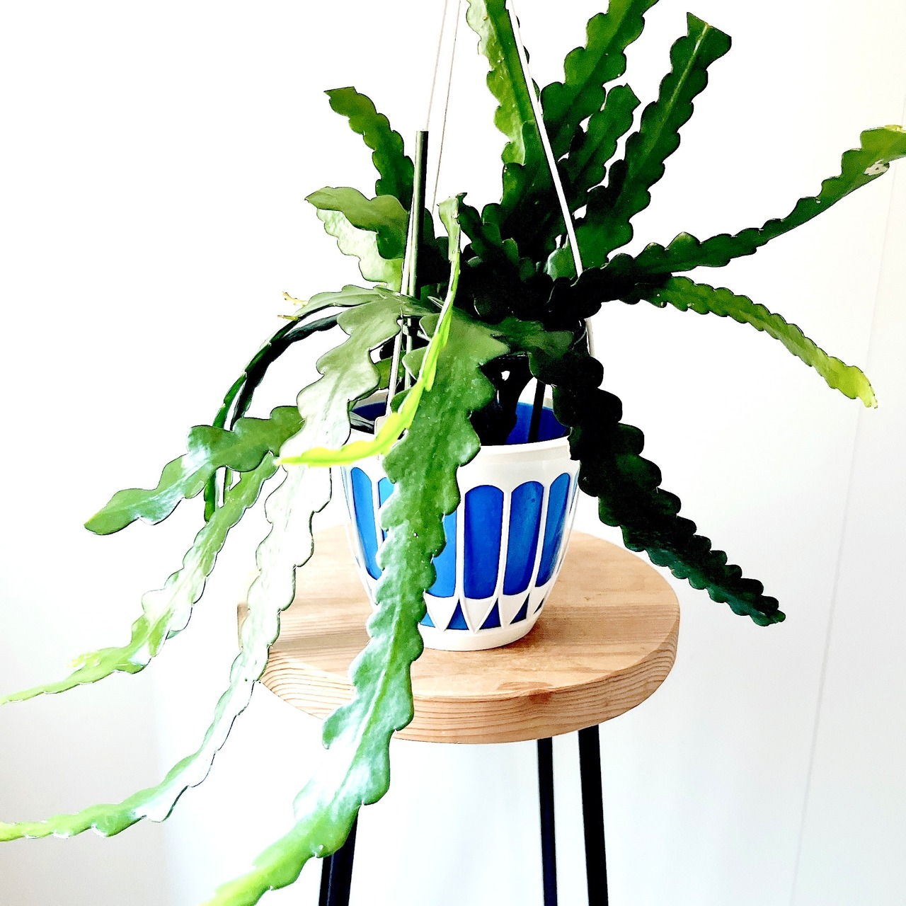 《人気商品》ユニークな葉姿＊フィッシュボーンカクタス＊人気商品【calm cafe】1