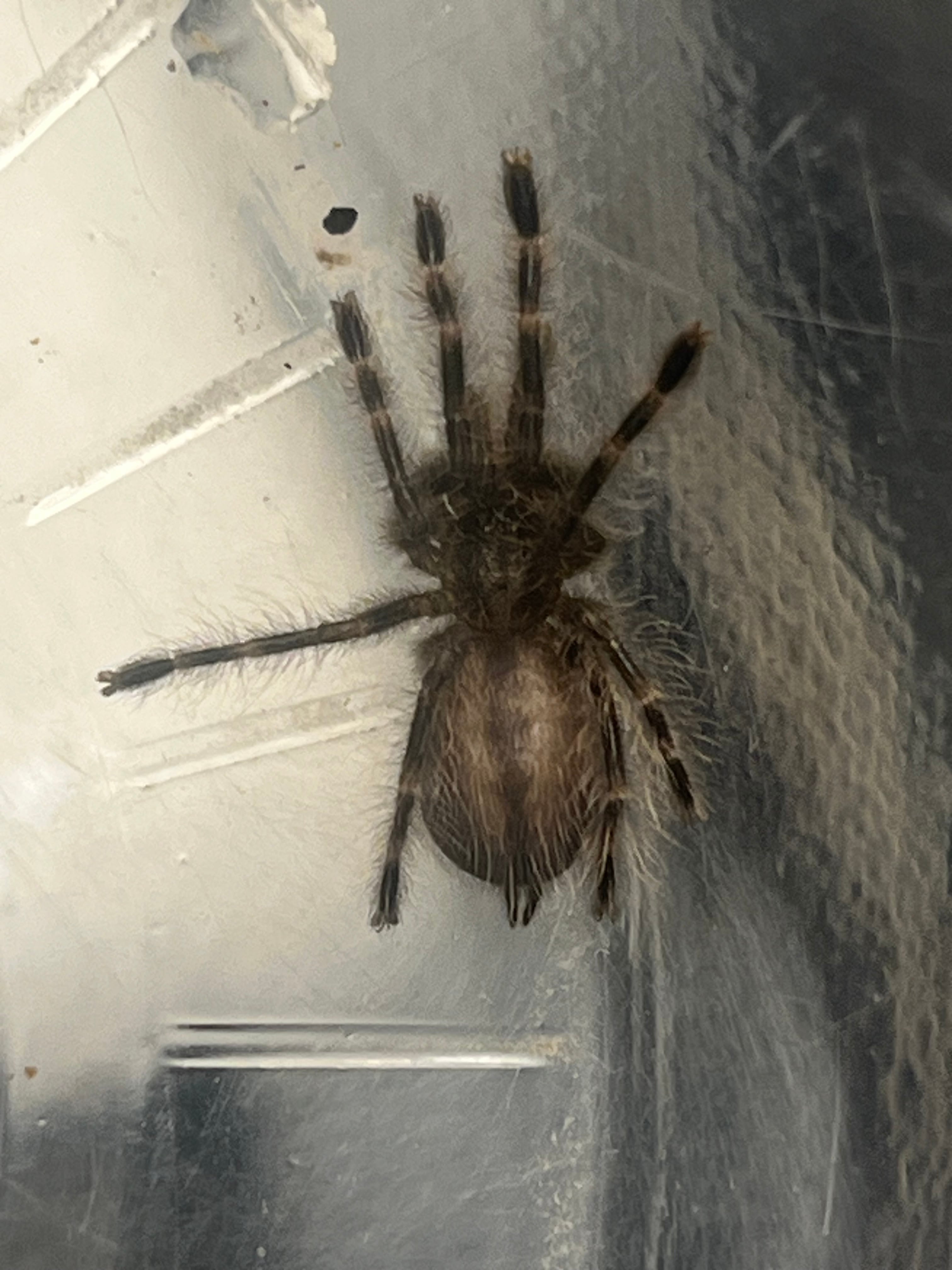 Gnathopalystes.spハンツマンスパイダー LS7cm程 ムカデセンチピード