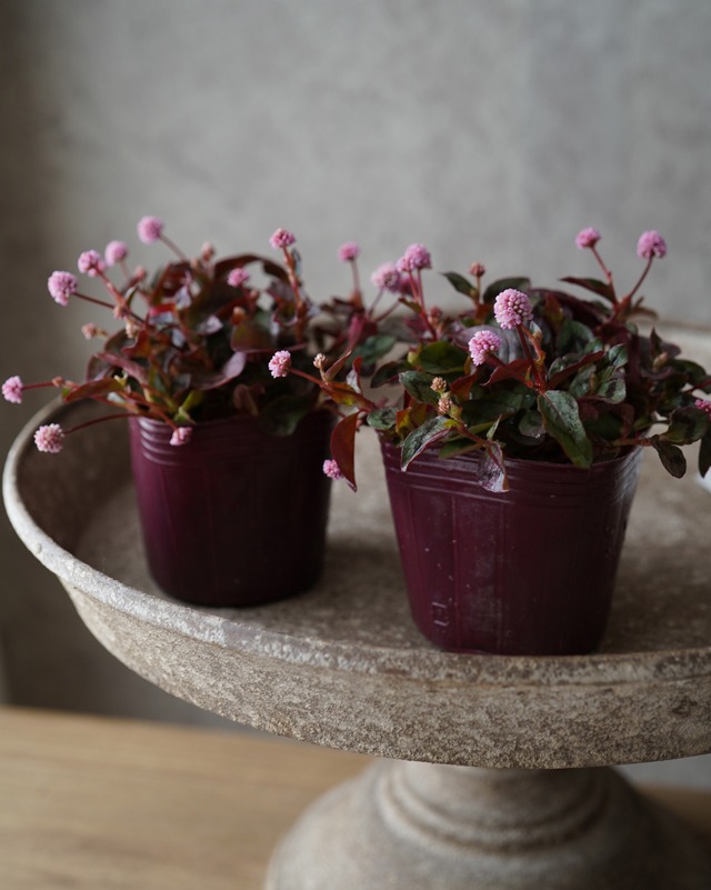 ポリゴナム　３号