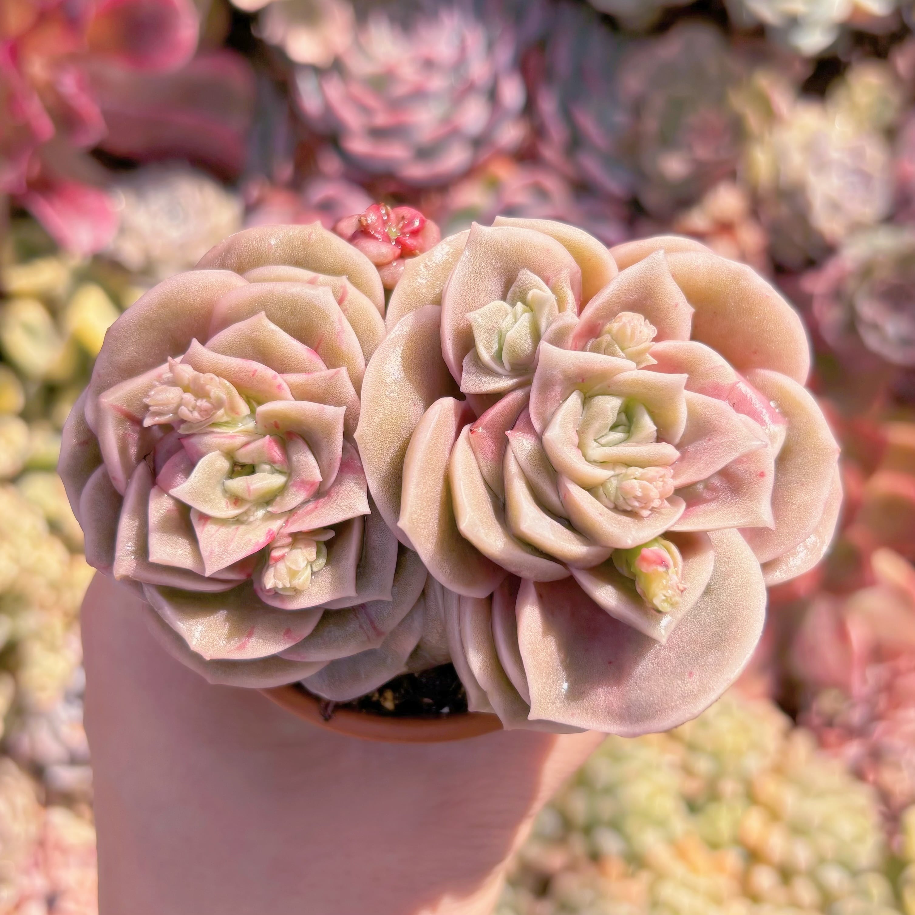 多肉植物　ラブリーローズ錦(赤斑)　群生　新入荷　るる農園