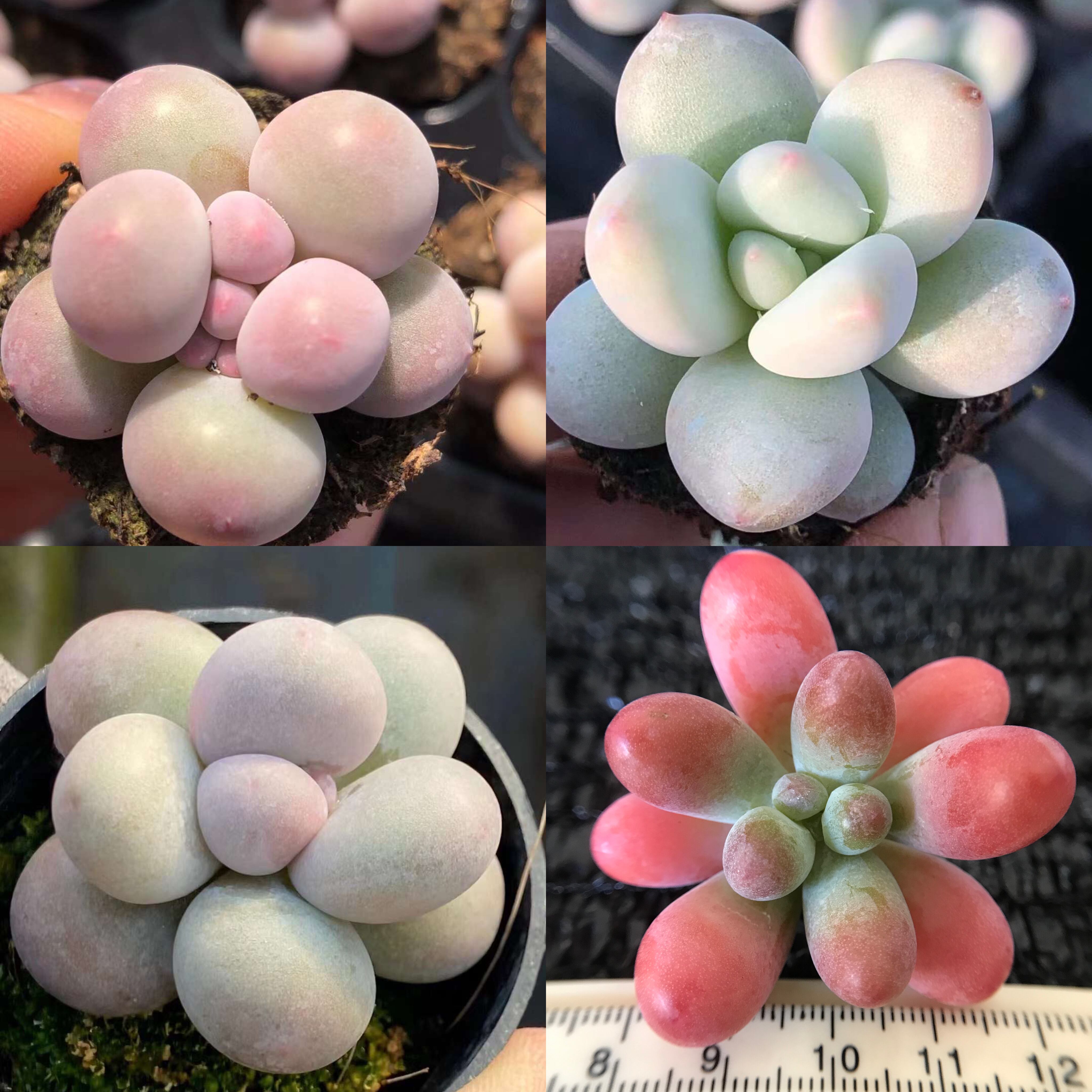 お買い得 多肉植物 ぷくぷく系 4点セット | Pay ID お買い得 多肉植物 ぷくぷく系 4点セット | Pay ID