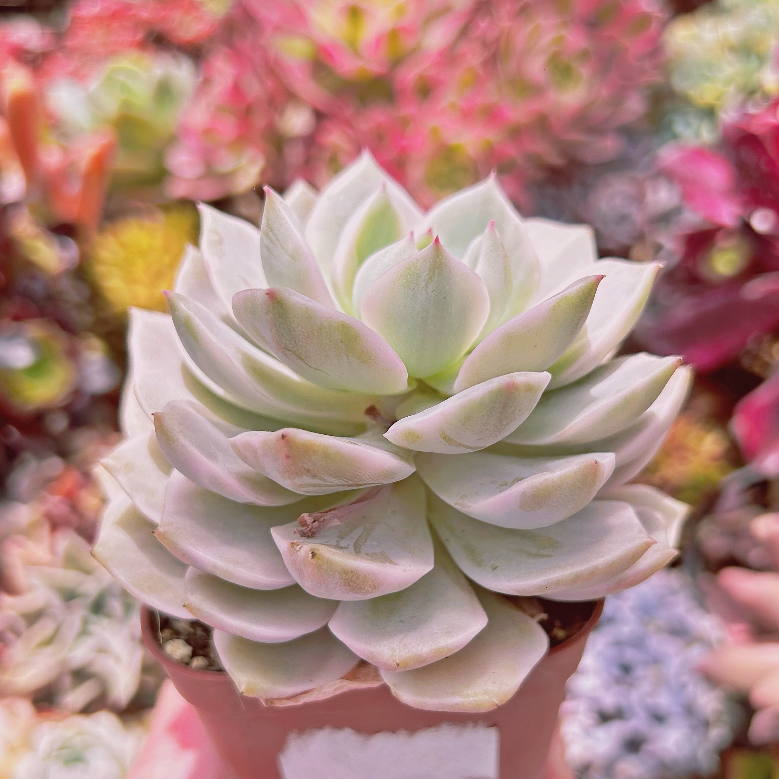 528現物 多肉植物 白牡丹錦 特大 | PAY ID