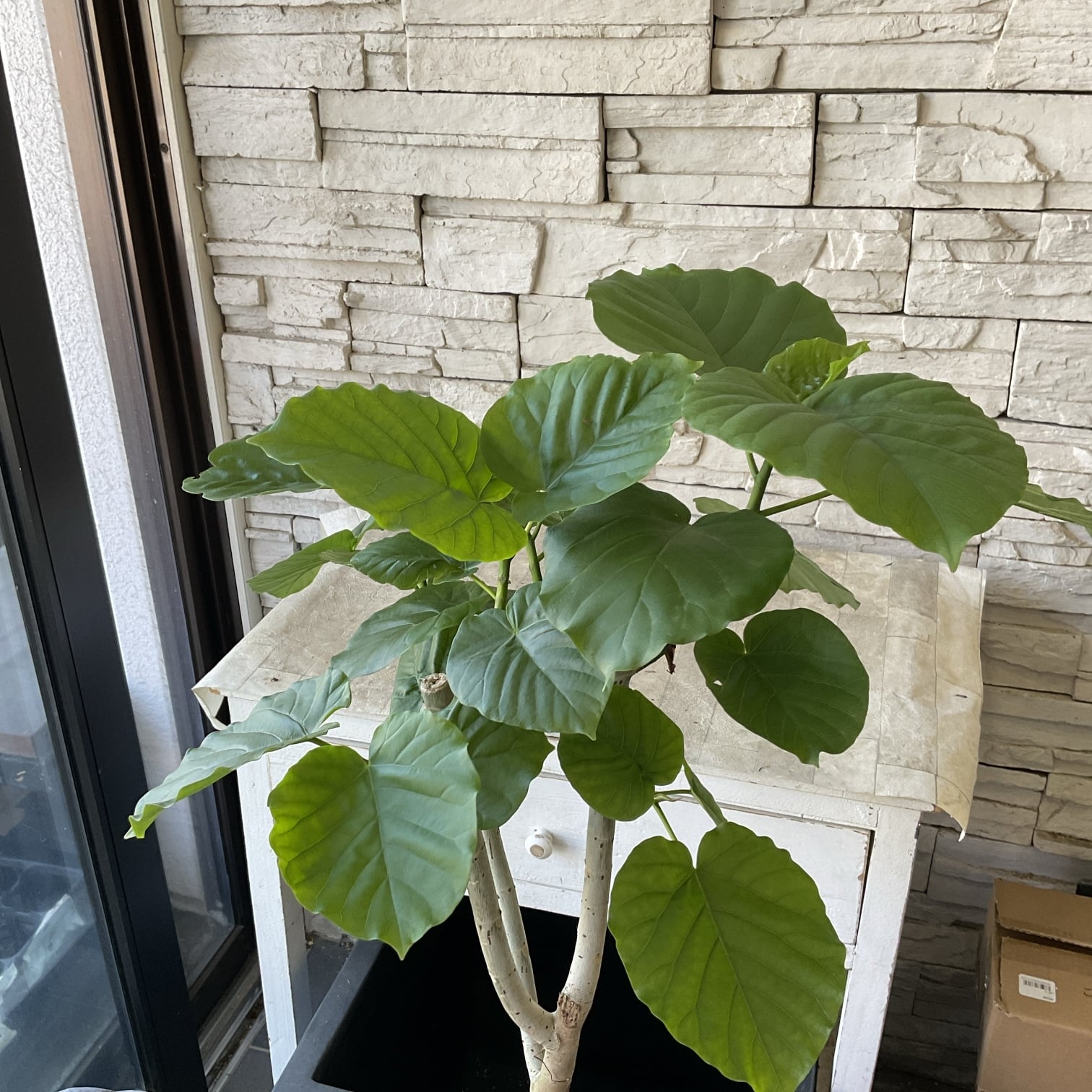 送料無料】【観葉植物】ウンベラータ 8号鉢 | 橋本種苗園
