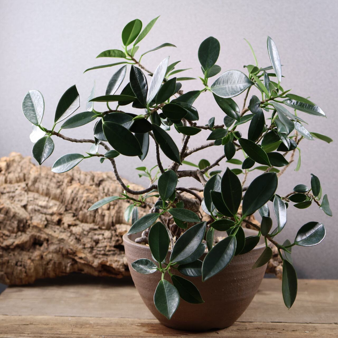 678『ガジュマル 盆栽仕立て』観葉植物【送料無料】 | MARX PLANTS
