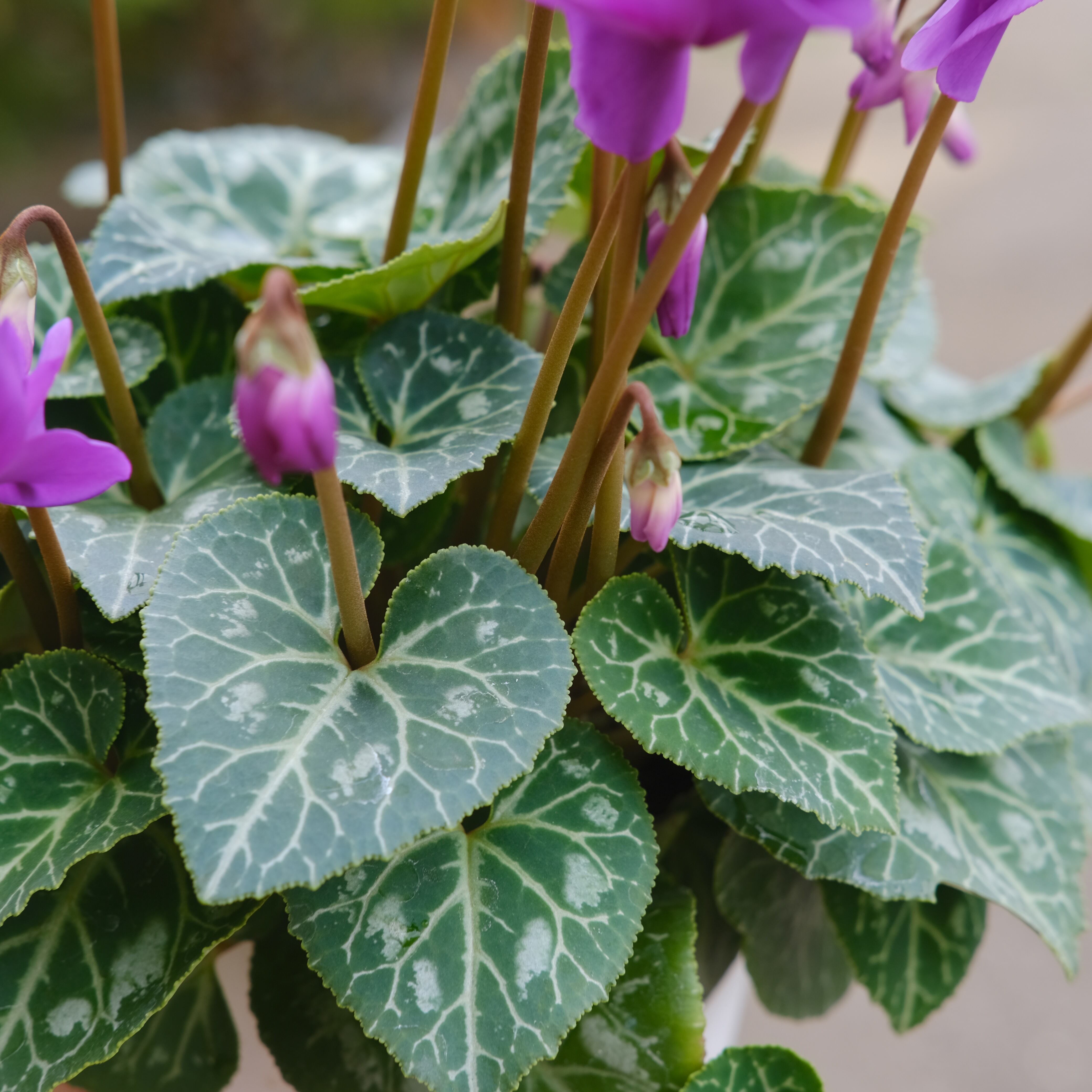 シクラメン チモシリーズ《 ブルー 八重 》 | グリーンギャラリー