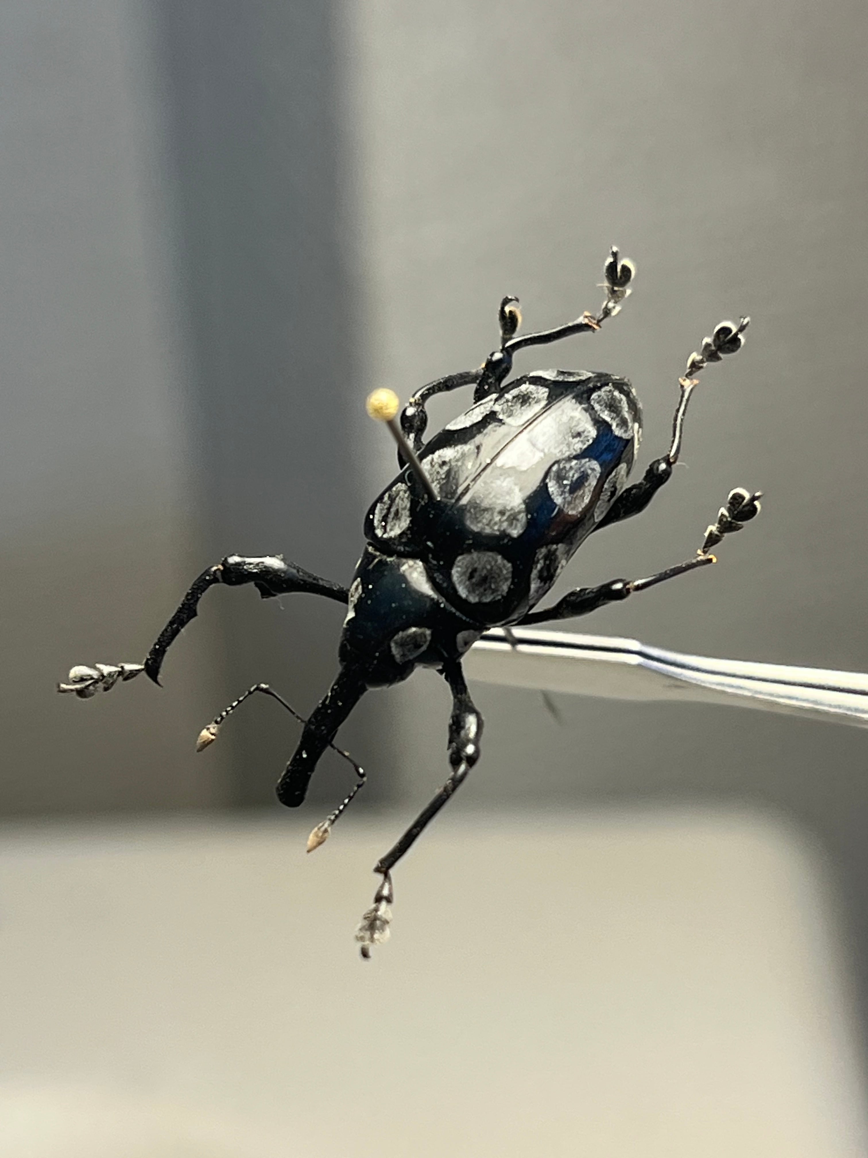 アシナガゾウムシの一種 標本 weevils Alcidodes ocellatus var