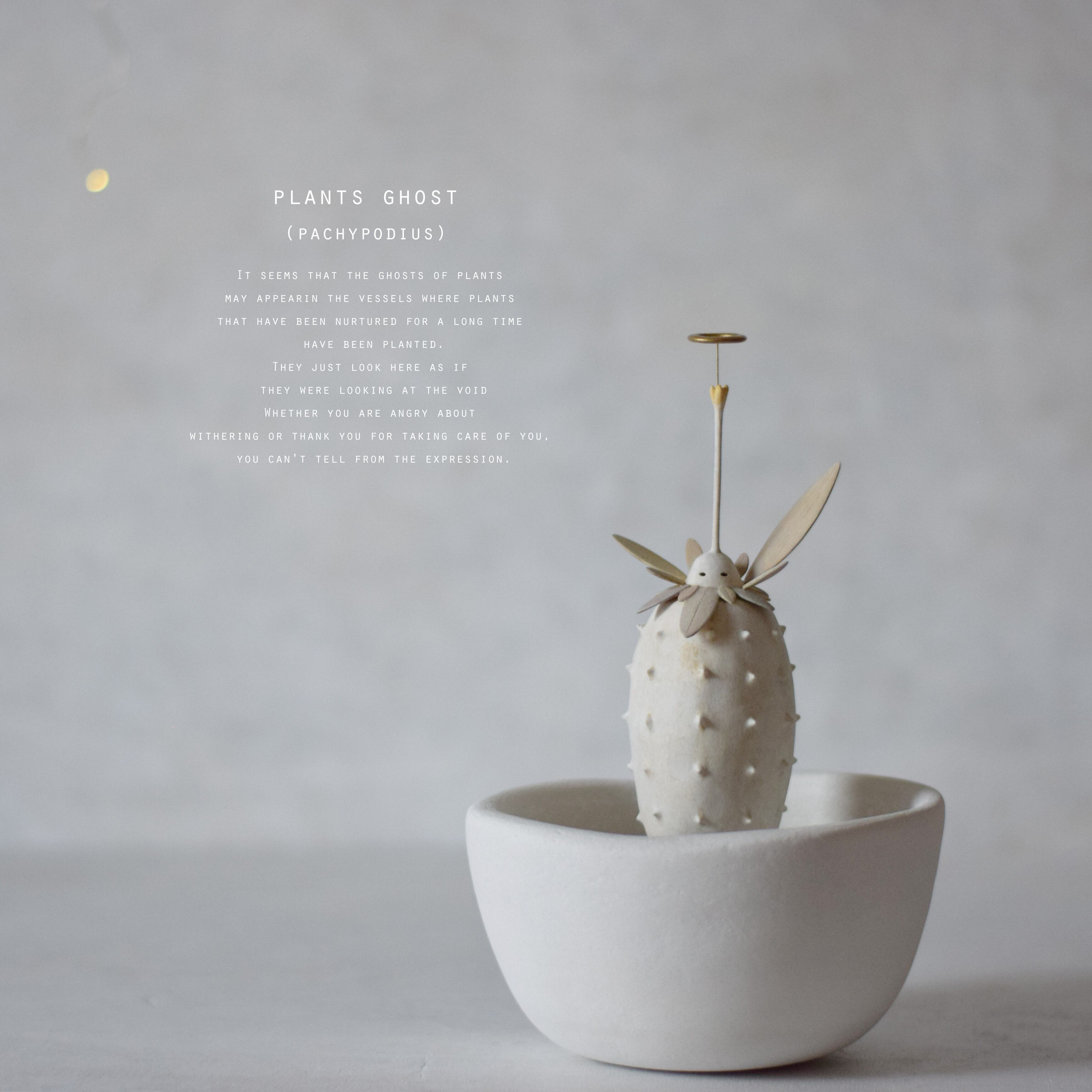 Natural instrument アダンの実（オペルクリカリア・デカリー） | echidna