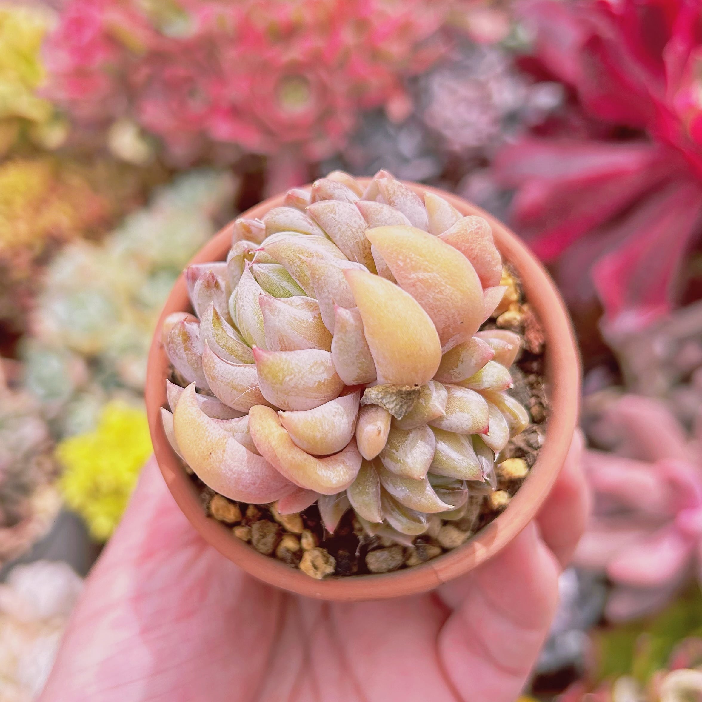 多肉植物 Echeveria 新品種 京華煙雲 2頭以上 | るる農園~多肉植物専門