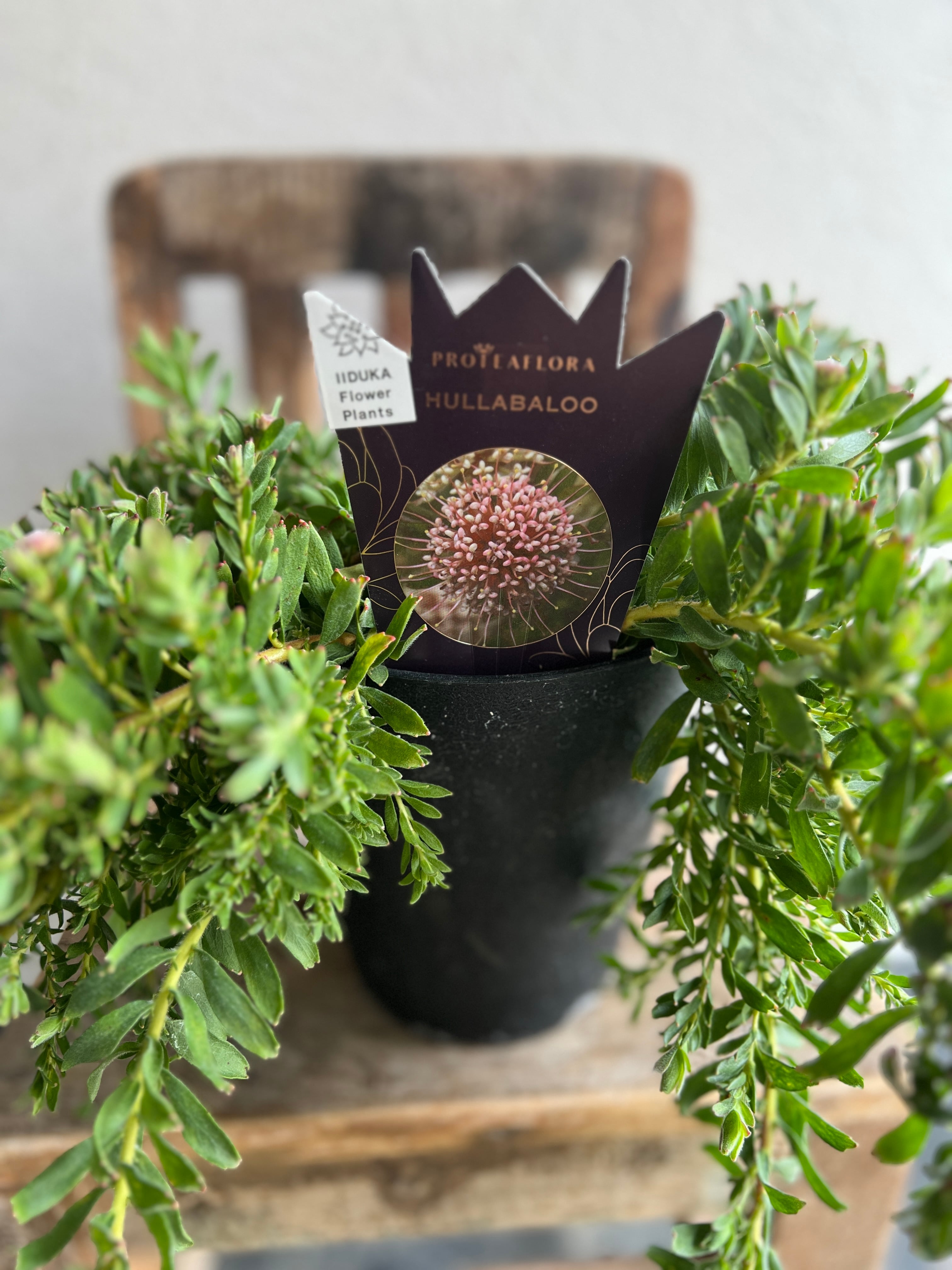 リューコスペルマム　HULLABALOO リューコスペルマム ハルバルー① | 沼ノ上農園