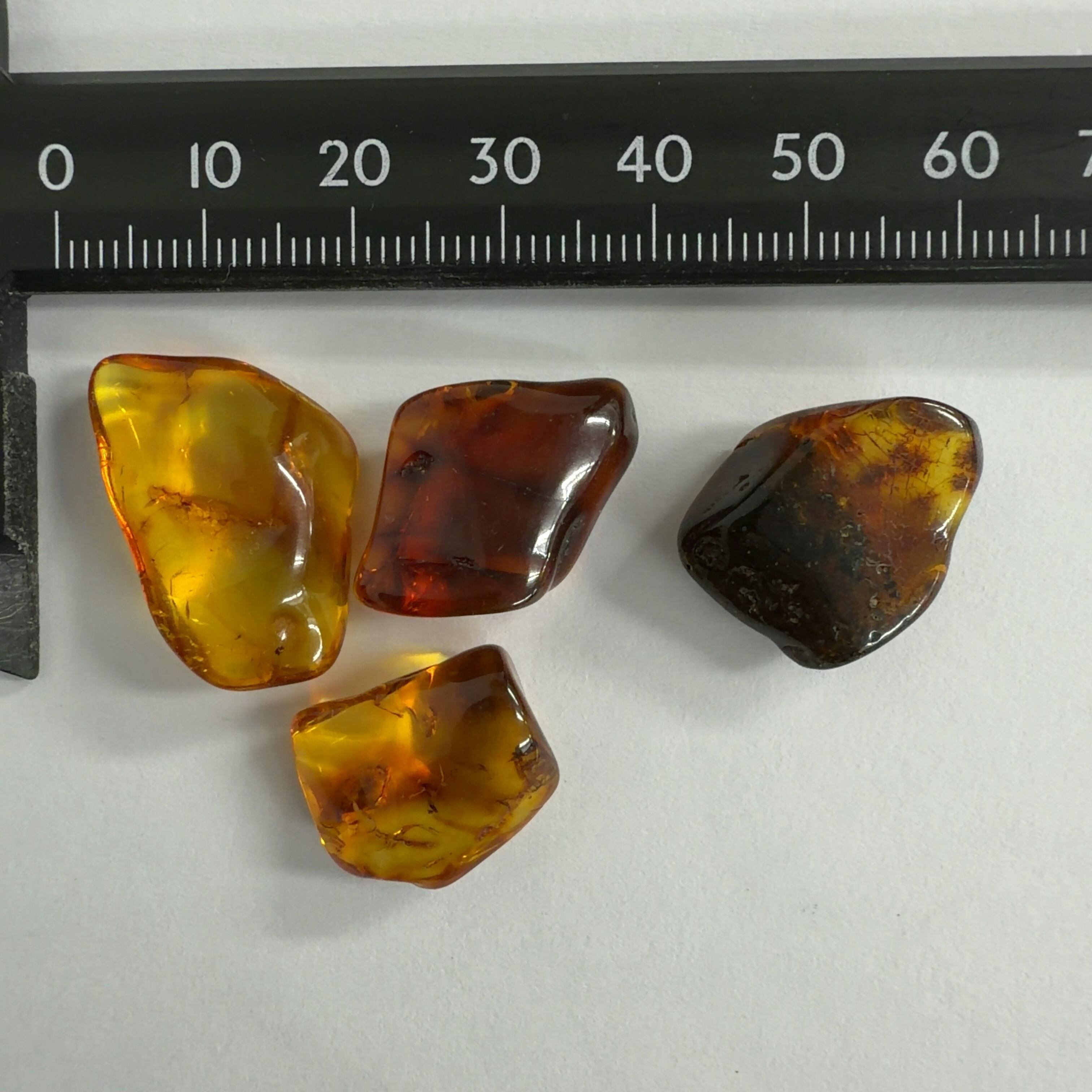 化石]琥珀・アンバー | クリスタル・ワールド御徒町店