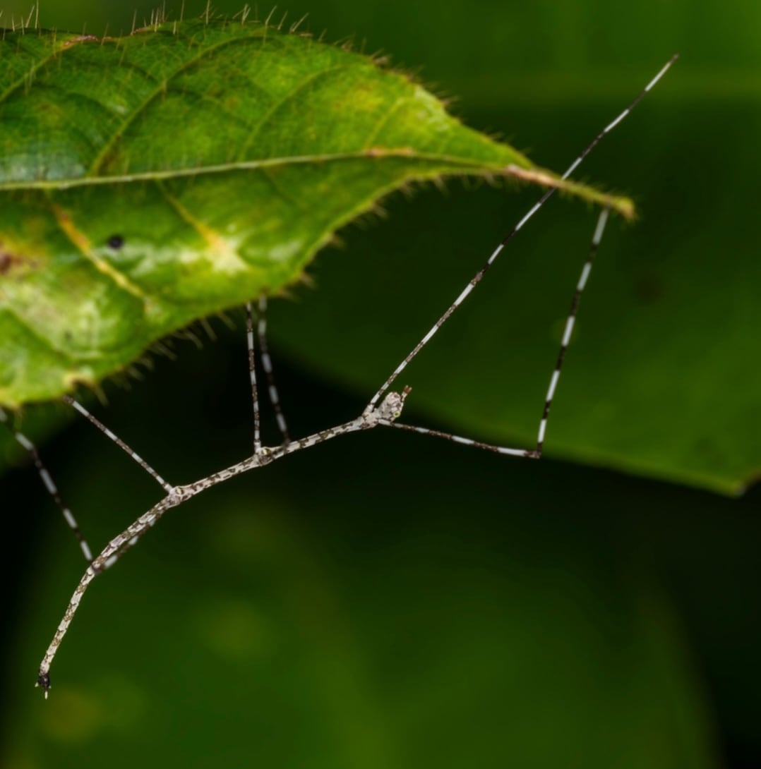 68mm♀】テナガカミキリ 昆虫標本甲虫ハムシサソリタランチュラムカデ