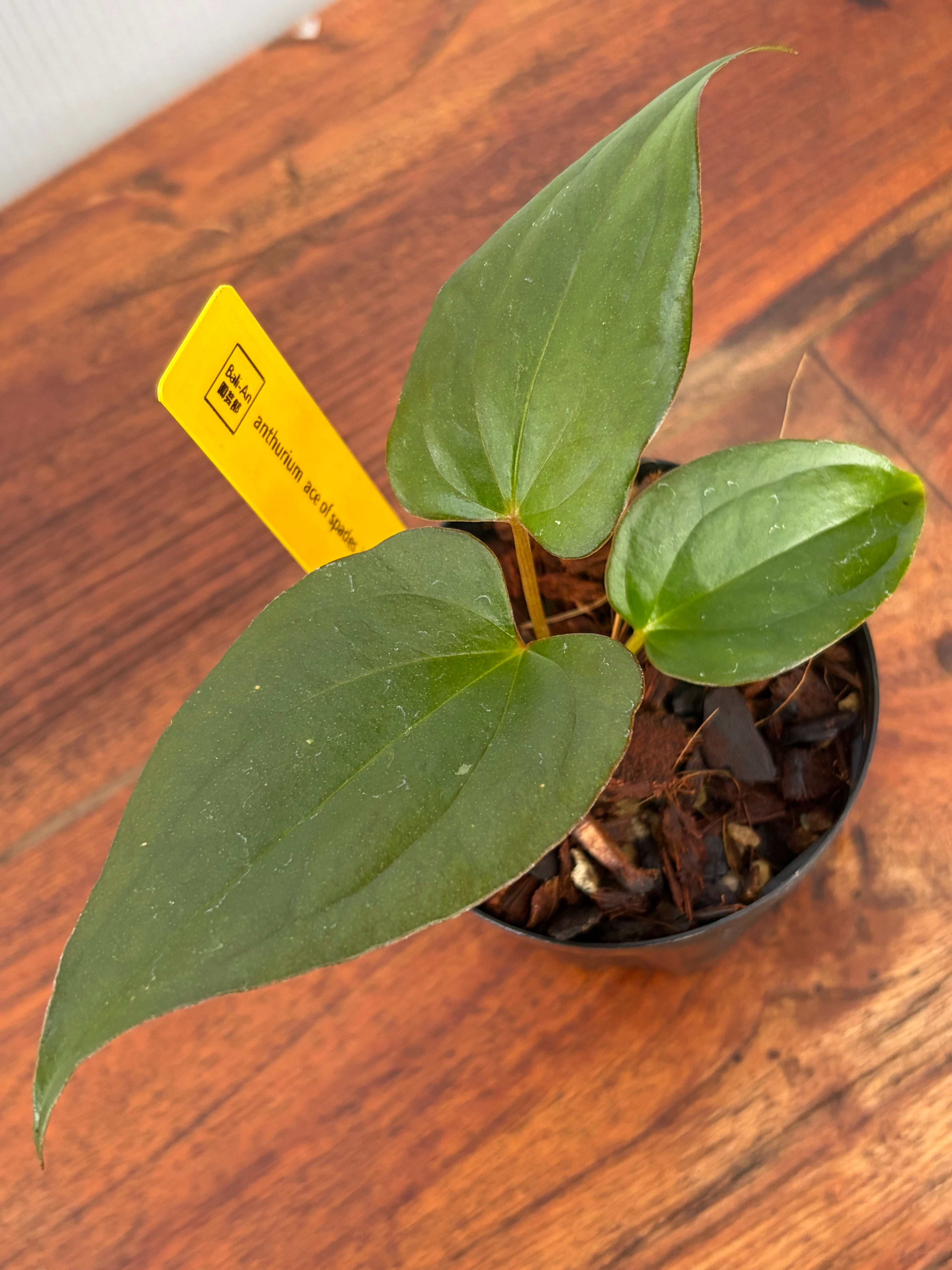 Anthurium | BALI-AN 園芸