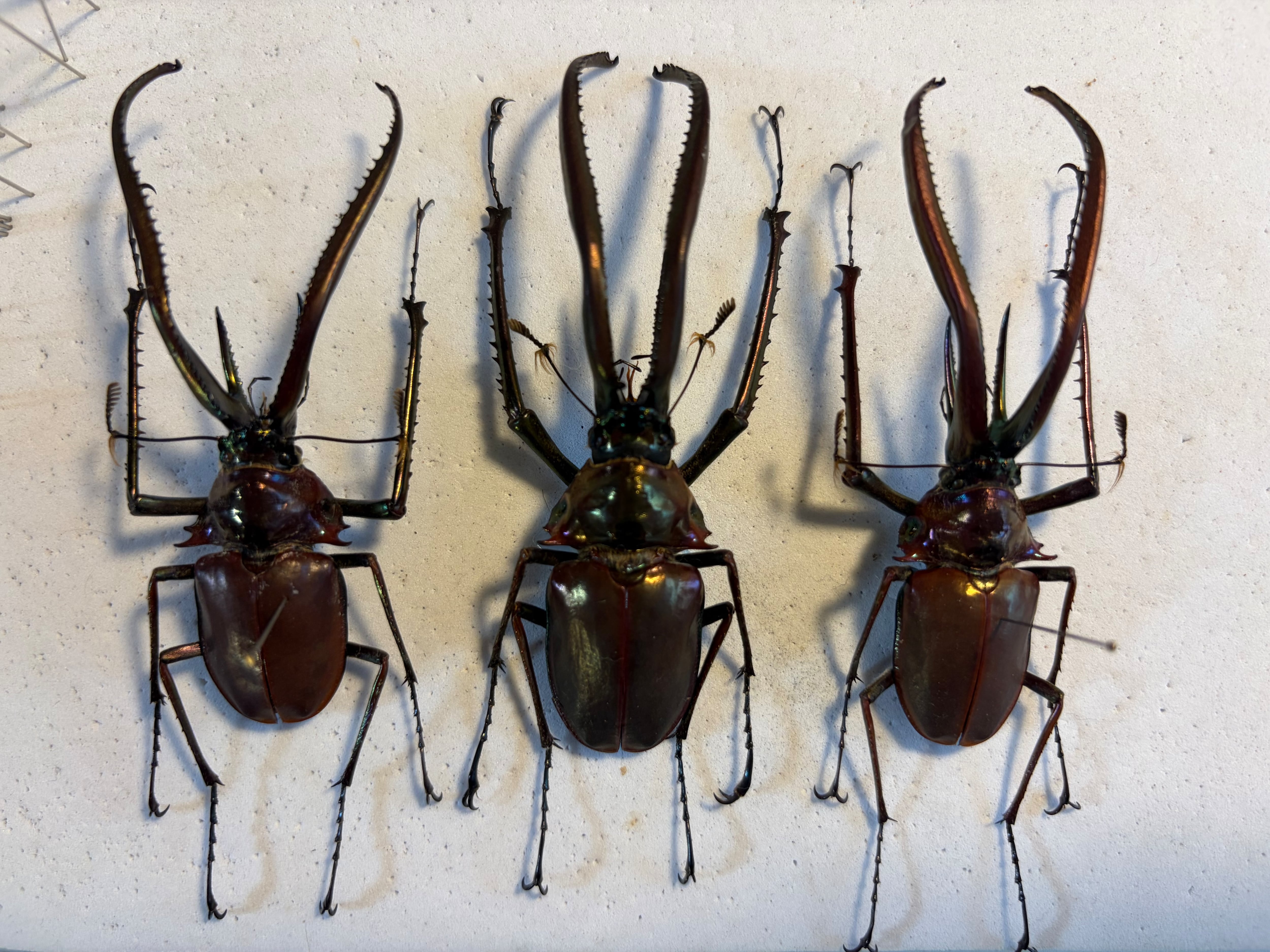 MAX級】わずかにホロメタリクスがかるチリクワガタ Wild 昆虫標本
