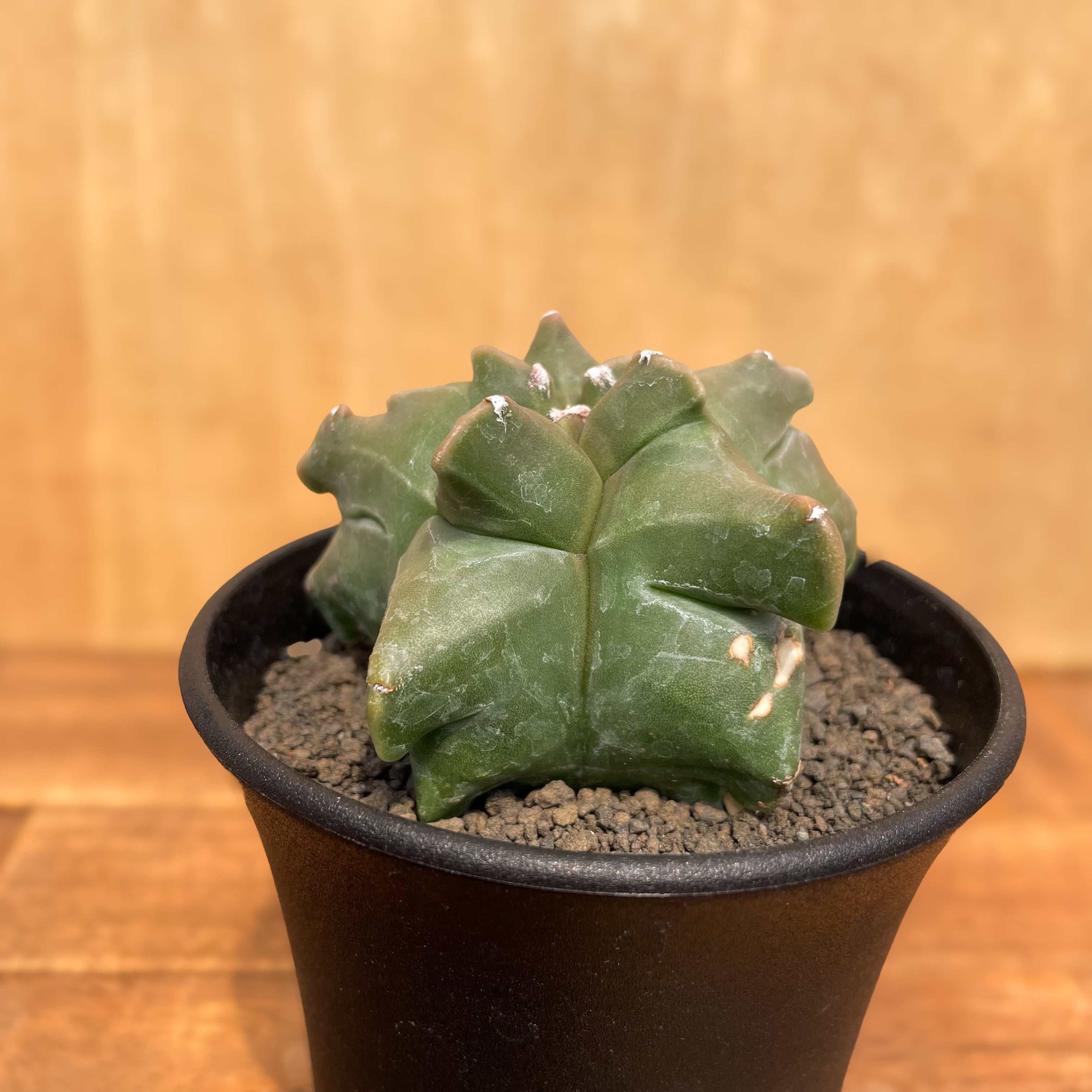 特大 古株 アストロフィツム属 鸞鳳玉 アストロフィツム鸞鳳玉（ランポー玉）の基本情報・育て方｜多肉