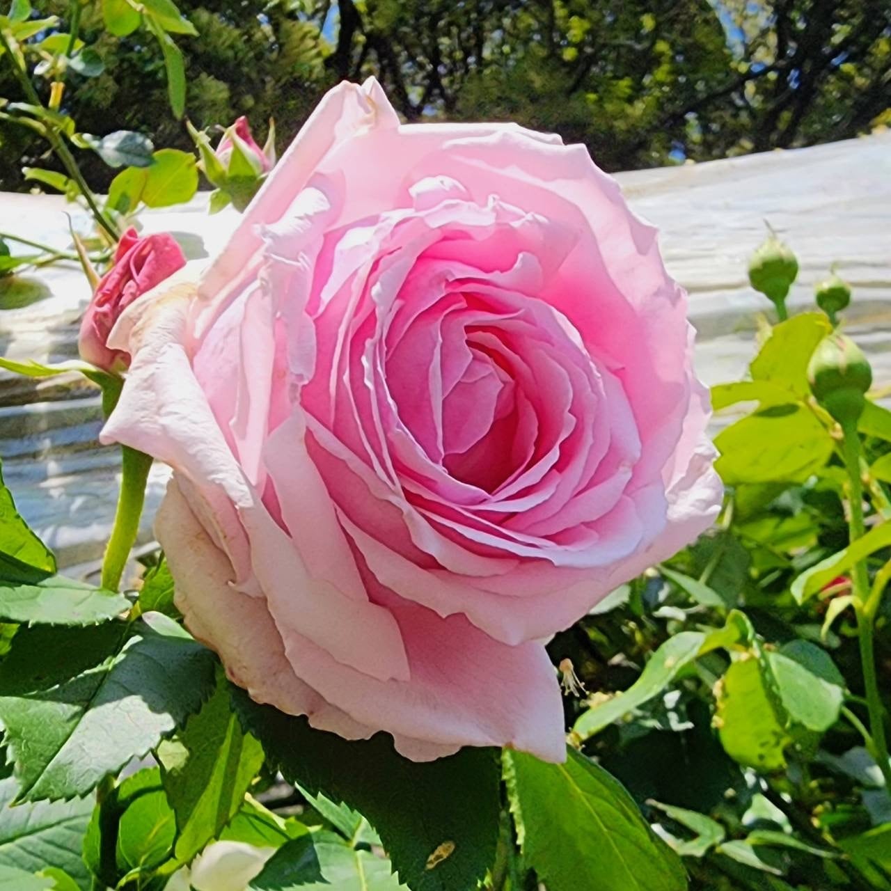 バラ・Roses | P's SHOP